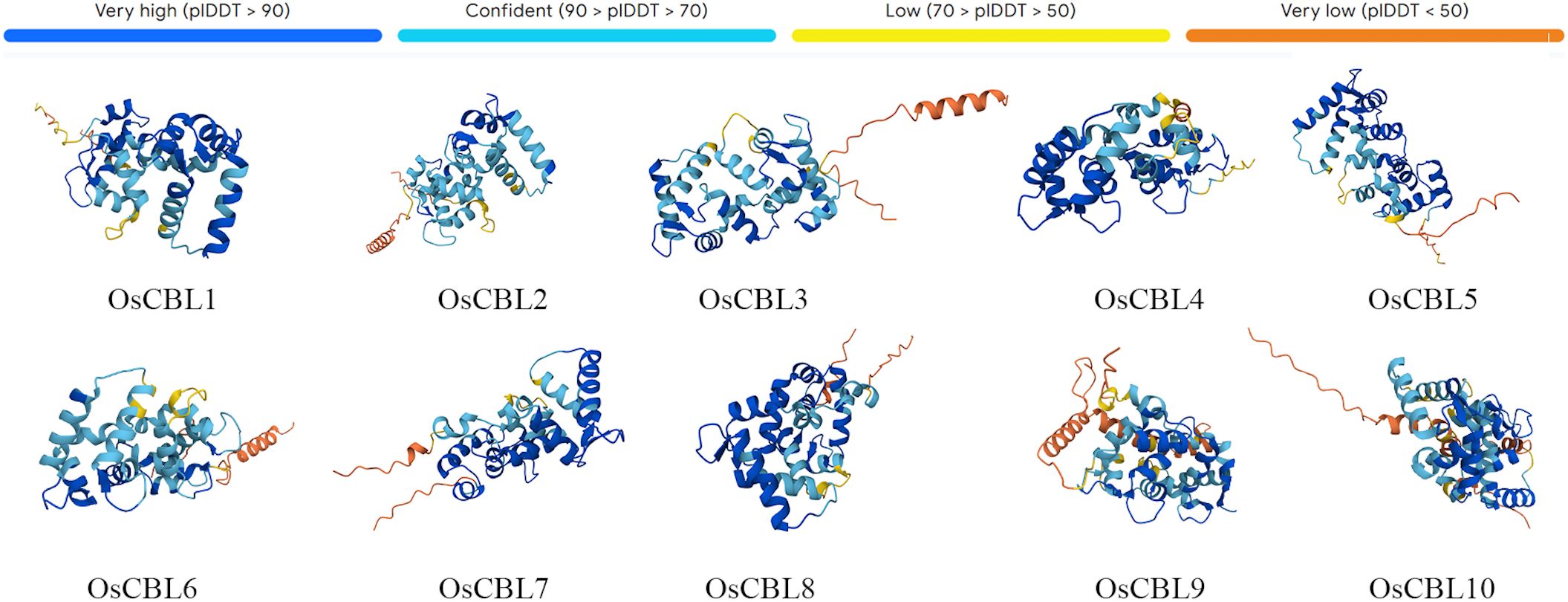 Structures of ten OsCBL proteins are displayed in two rows, showcasing various protein folding and coil formations. A color-coding bar indicates prediction confidence levels from very high (blue) to very low (orange).
