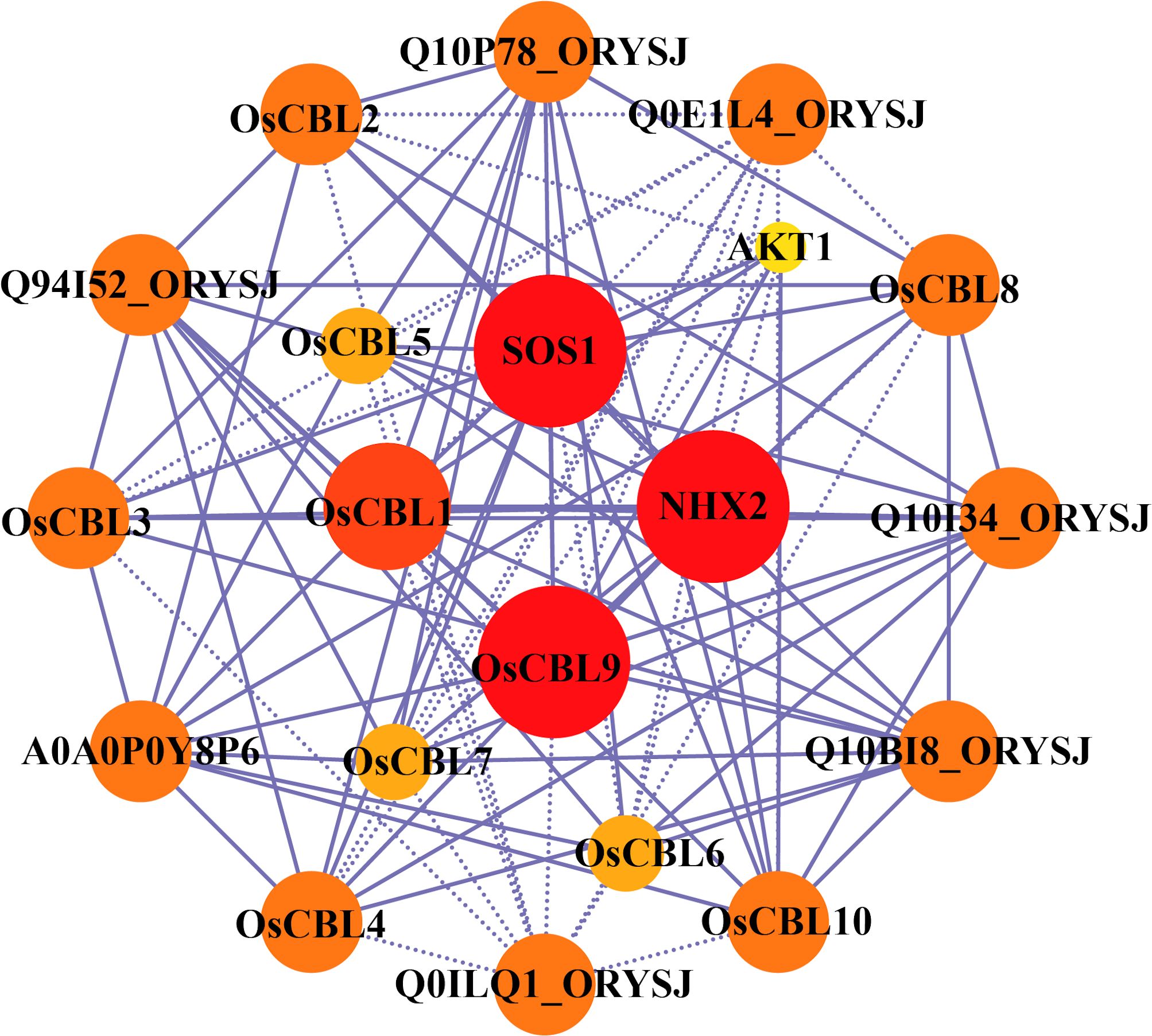 Molecular interaction network diagram featuring various proteins connected by lines. Red circles highlight central proteins SOS1 and NHX2, while orange circles represent other proteins like OsCBL1 and OsCBL9. Connections are marked by solid and dotted lines, indicating interactions.