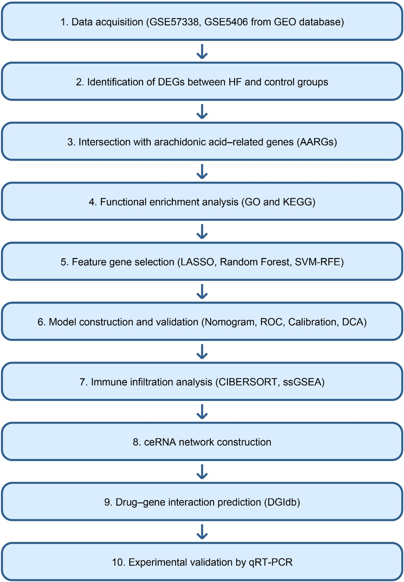 Flowchart detailing a ten-step analysis process: 1. Data acquisition from the GEO database. 2. Identifying DEGs between HF and control groups. 3. Intersection with AARGS. 4. Functional enrichment analysis via GO and KEGG. 5. Feature gene selection using LASSO, Random Forest, SVM-RFE. 6. Model construction and validation via Nomogram, ROC, Calibration, DCA. 7. Immune infiltration analysis using CIBERSORT and ssGSEA. 8. ceRNA network construction. 9. Drug-gene interaction prediction using DGIdb. 10. Experimental validation with qRT-PCR.