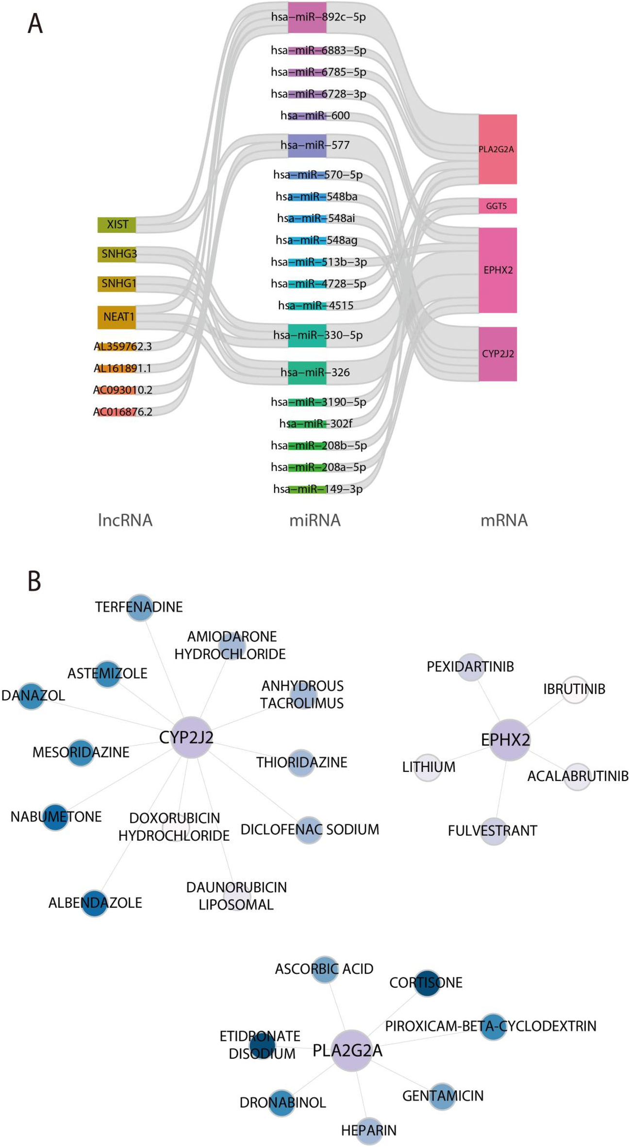 Diagram A illustrates connections between lncRNA, miRNA, and mRNA, with lncRNA types on the left, linked miRNA in the center, and corresponding mRNA on the right. Diagram B shows a network of drugs interacting with three proteins: CYP2J2, EPHX2, and PLA2G2A, with each protein linked to several drugs or compounds.