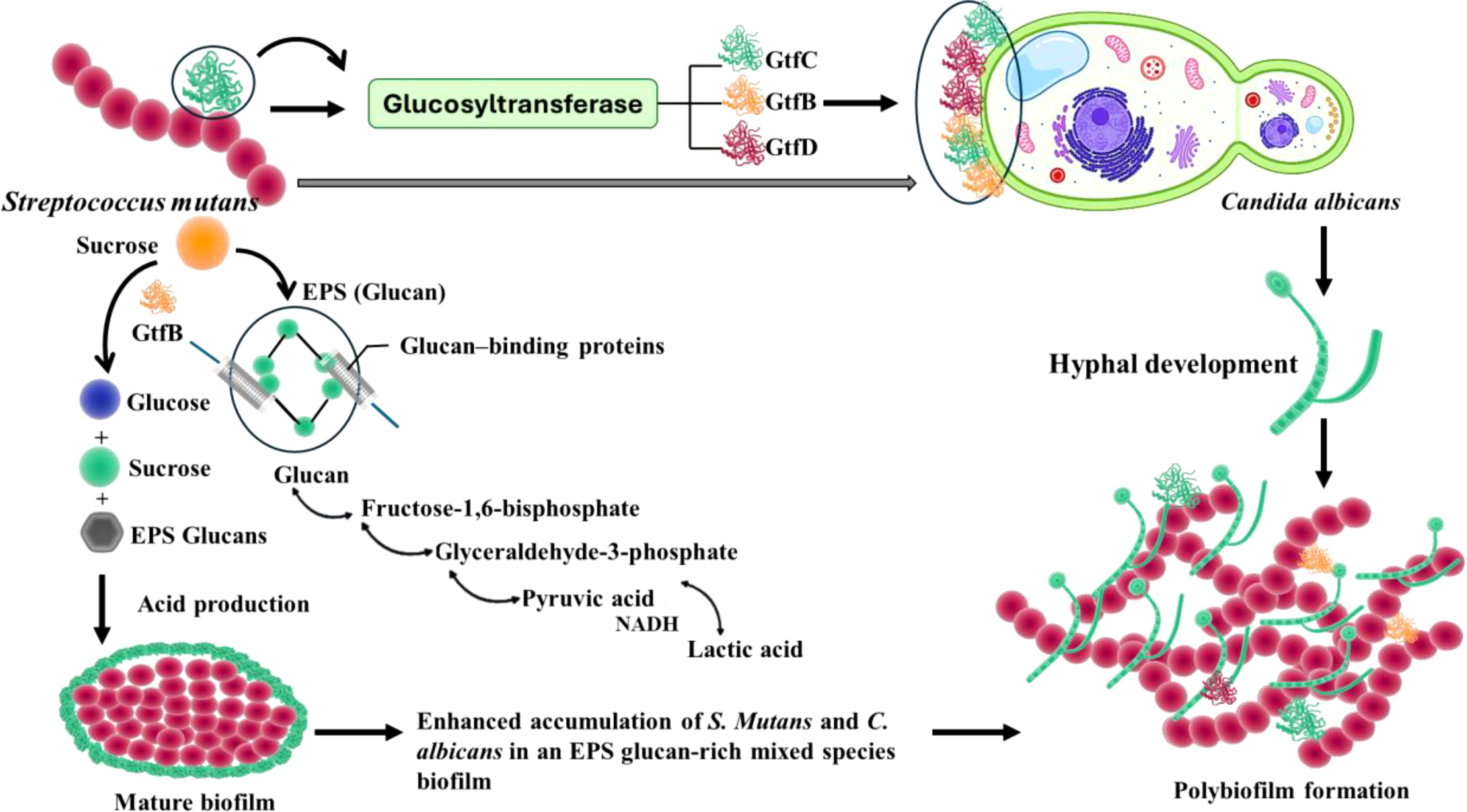 Diagram illustrating the interaction between *Streptococcus mutans* and *Candida albicans*. *Streptococcus mutans* uses sucrose to produce EPS glucans through Glucosyltransferase (GtfB/C/D), leading to acid production and mature biofilm formation. *Candida albicans* undergoes hyphal development, contributing to polybiofilm formation. The process shows enhanced accumulation in an EPS glucan-rich mixed species biofilm.