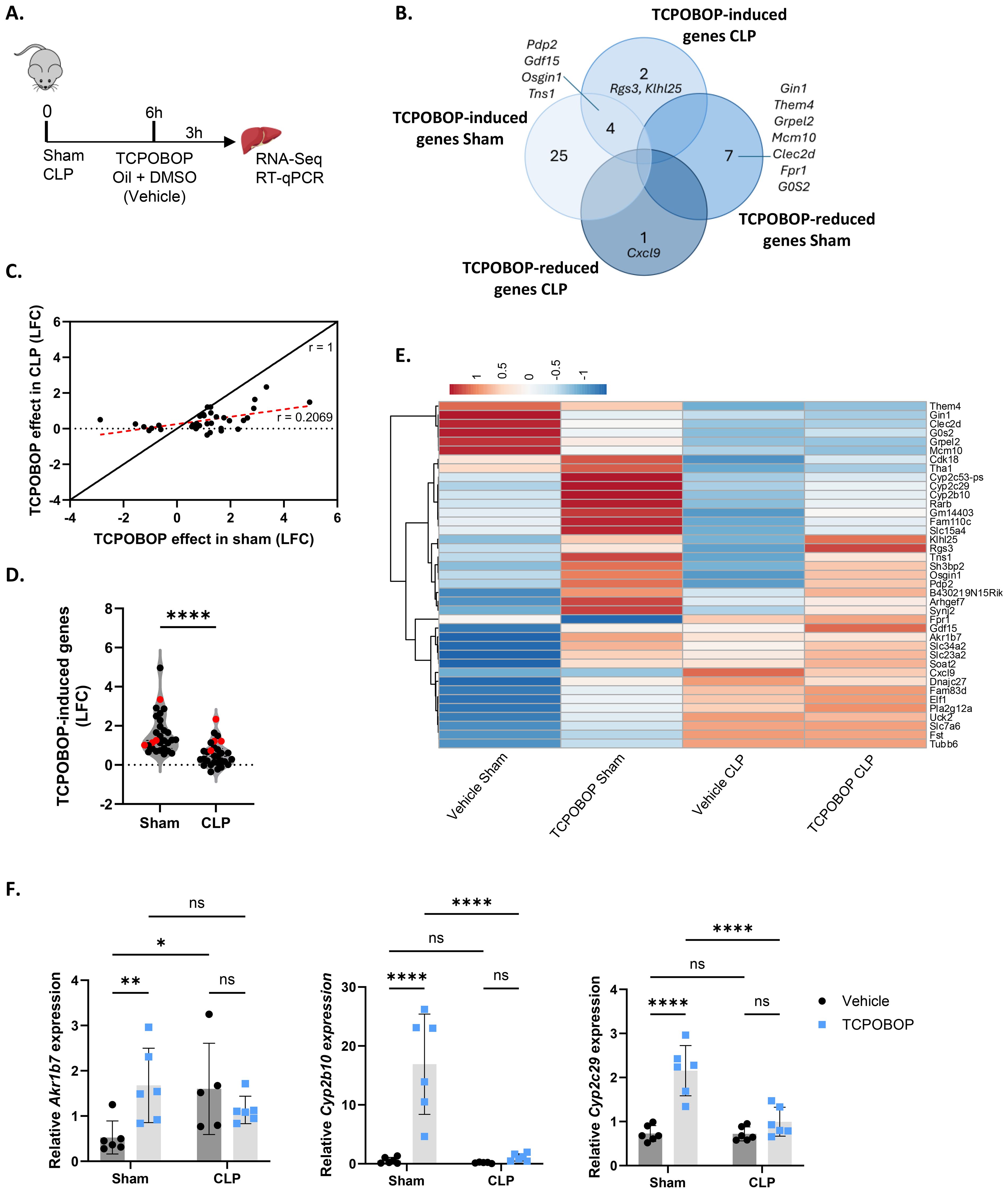Diagram illustrating a research study with six panels: A) Experimental setup for RNA sequencing of liver from mice treated with TCPOBOP post-CLP. B) Venn diagram showing gene expression changes due to TCPOBOP in sham and CLP groups. C) Scatter plot comparing TCPOBOP effects in sham and CLP groups on gene expression. D) Violin plot of TCPOBOP-induced gene expression changes in sham and CLP mice, with significant differences denoted by asterisks. E) Heatmap of gene expression data across four conditions: vehicle sham, TCPOBOP sham, vehicle CLP, and TCPOBOP CLP. F) Bar graphs of relative expression levels for three genes, showing statistical significance with asterisks.