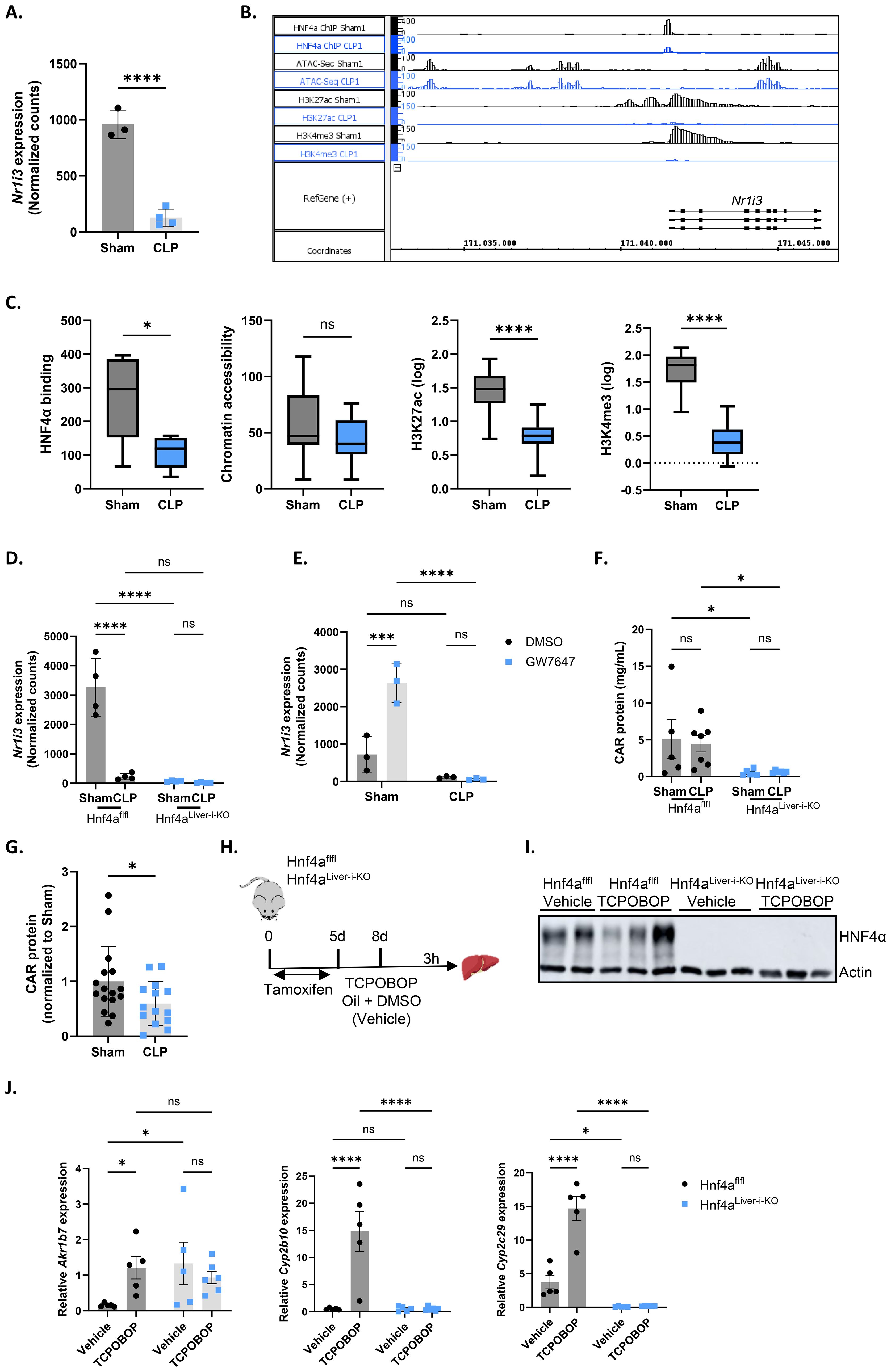 Graphs and diagrams illustrate various experimental results related to gene expression and protein levels. Panels A, D, and E indicate Nr1i3 expression levels, showing significant differences between Sham and CLP groups, and treatments with DMSO and GW7647. Panel B displays genomic data tracks. Panel C presents box plots on HNF4α binding, chromatin accessibility, and histone modifications. Panel F and G show CAR protein levels in sham and CLP, as well as in mice with hepatic HNF4a depletion. Panel H describes an experimental timeline involving tamoxifen and TCPOBOP treatments in liver-specific HNF4a knockout mice. Panel I shows a Western blot of HNF4α and Actin. Panel J includes bar graphs on gene expression, highlighting significant differences in vehicle versus TCPOBOP groups.