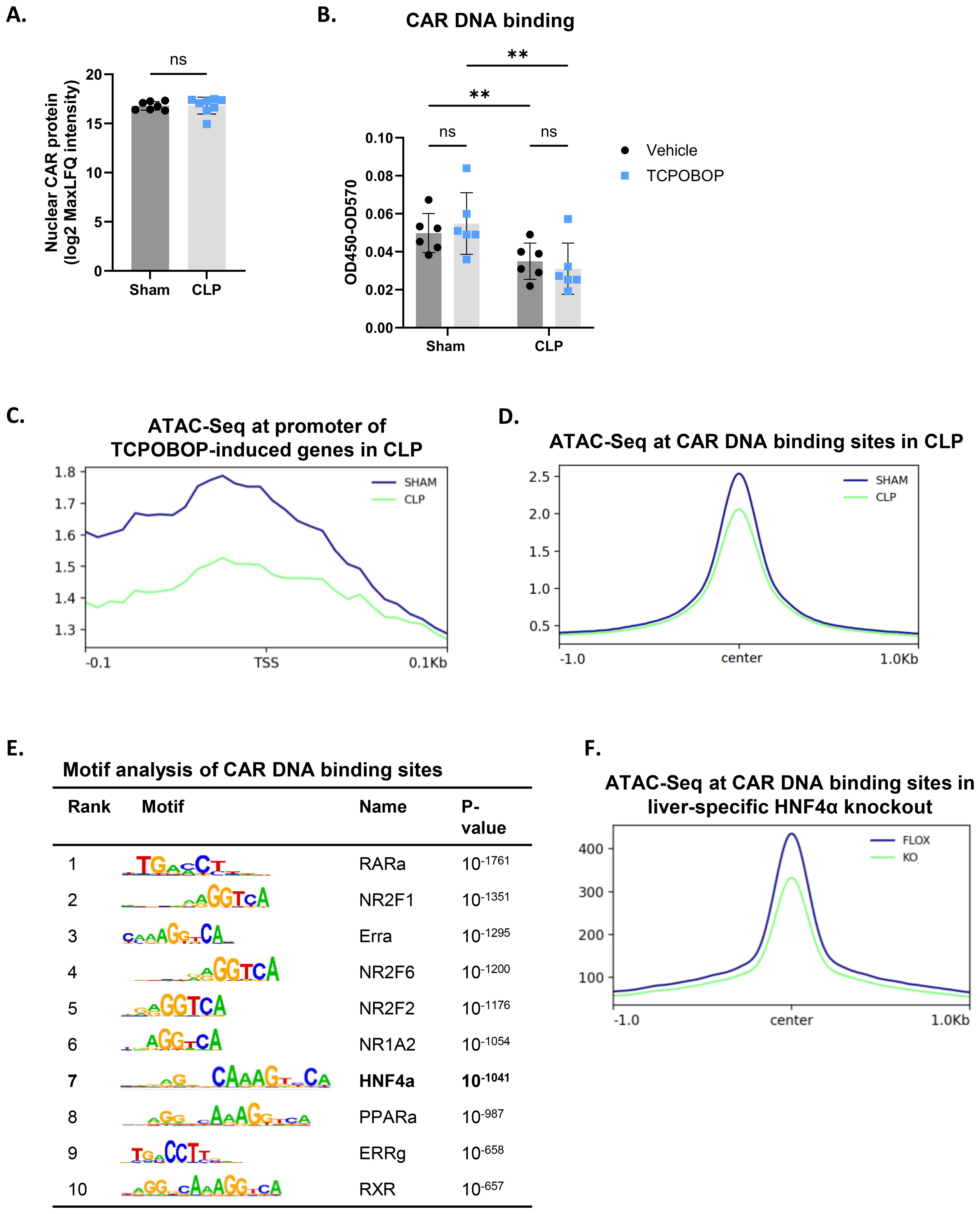 Graphs and tables showcasing data related to nuclear CAR protein, CAR DNA binding and ATAC-Seq analysis in a CLP model. Panel A shows a bar graph of nuclear CAR protein levels, with statistically non-significant differences between sham and CLP. Panel B displays a bar graph on CAR DNA binding, showing significant differences indicated by asterisks. Panels C and D display line graphs of ATAC-Seq data at CAR DNA binding sites, illustrating differential accessibility between sham and CLP. Panel E features a table on motif analysis of CAR DNA binding sites, listing ranks, motifs, names, and p-values. Panel F shows a line graph of ATAC-Seq data at CAR DNA binding sites in a liver-specific HNF 4α knockout model.