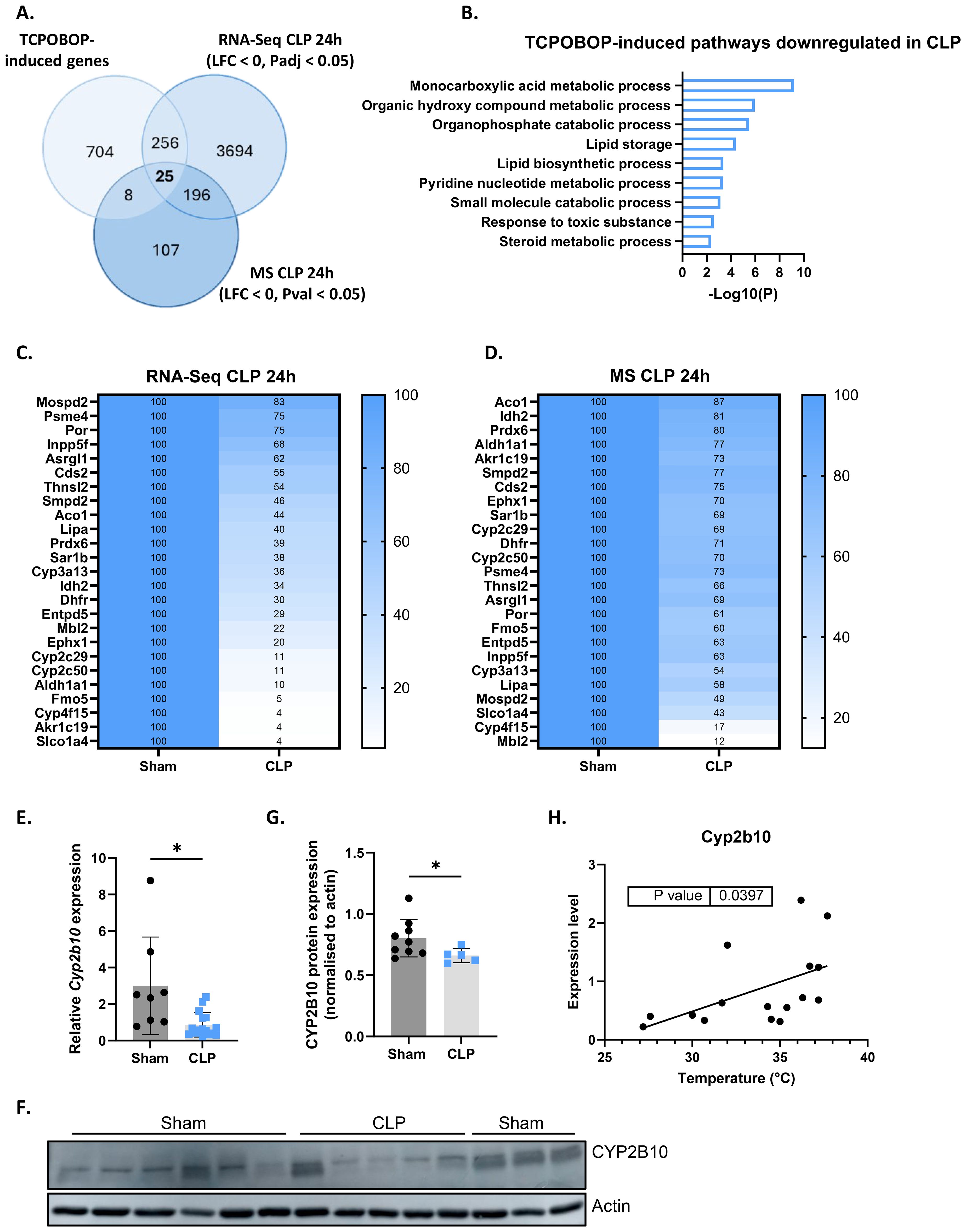 Venn diagram, bar graphs, heatmaps, and scatter plot illustrate gene expression data in various conditions. A: Venn diagram shows overlap of TCPOBOP induced genes between RNA-Seq (CLP 24h) and MS (CLP 24h). B: Bar graph displays TCPOBOP-induced pathways downregulated in CLP. C and D: Heatmaps compare RNA-Seq and MS expression levels in Sham and CLP groups. E: Bar graph compares relative Cyp2b10 expression in Sham and CLP groups. F: Western blot shows CYP2B10 protein expression in Sham and CLP groups. G: Bar graph for CYP2B10 protein expression normalized to actin. H: Scatter plot correlates Cyp2b10 expression with body temperature.