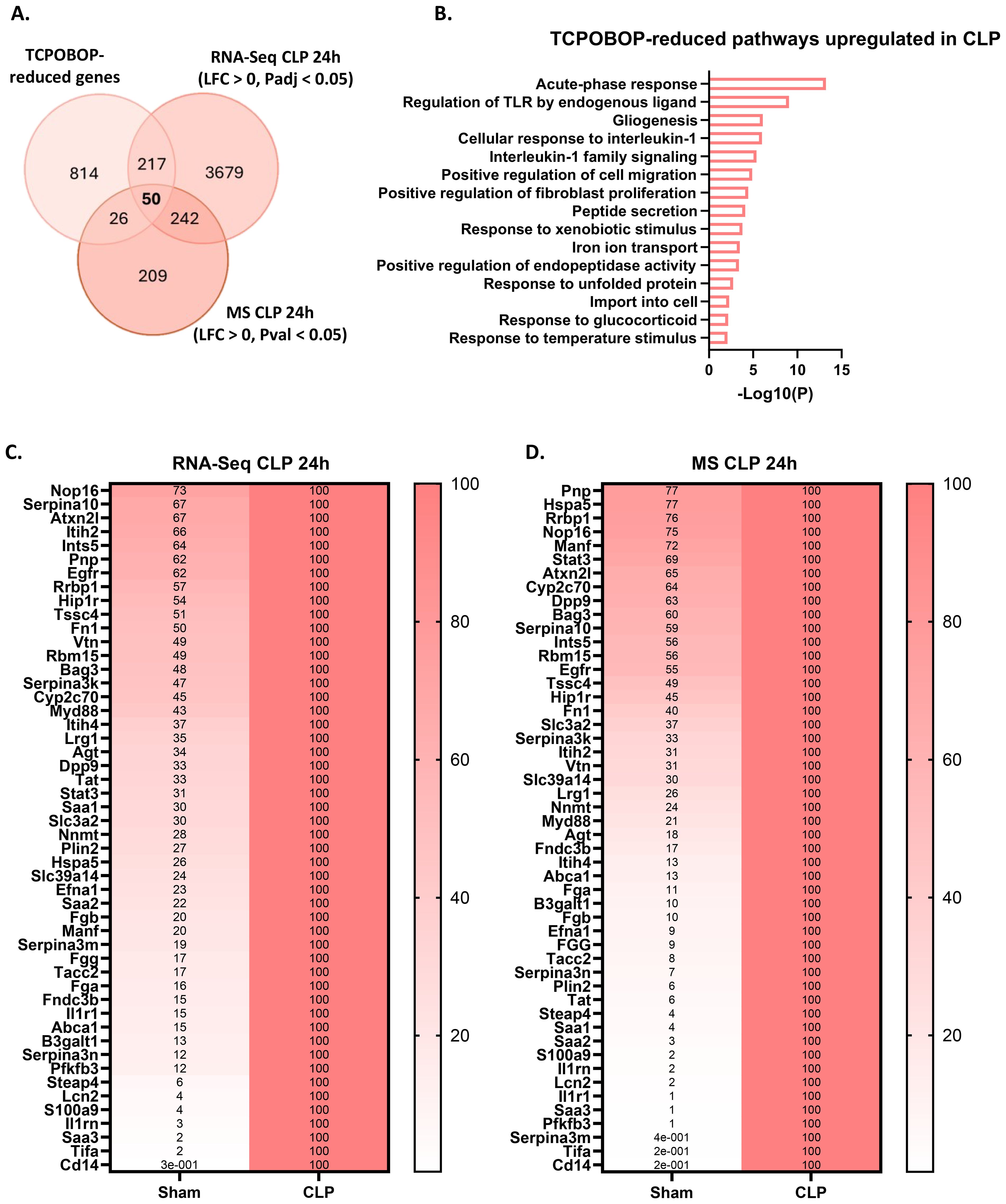 A series of four panels displaying data analysis. Panel A shows a Venn diagram comparing genes affected by TCPOBOP, RNA-Seq CLP 24h, and MS CLP 24h, highlighting overlaps. Panel B features a bar graph of pathways upregulated in CLP and reduced by TCPOBOP, indicating various biological responses. Panels C and D present heat maps of RNA-Seq CLP 24h and MS CLP 24h, respectively, with genes listed on the left and expression levels marked by color intensity from white to red.