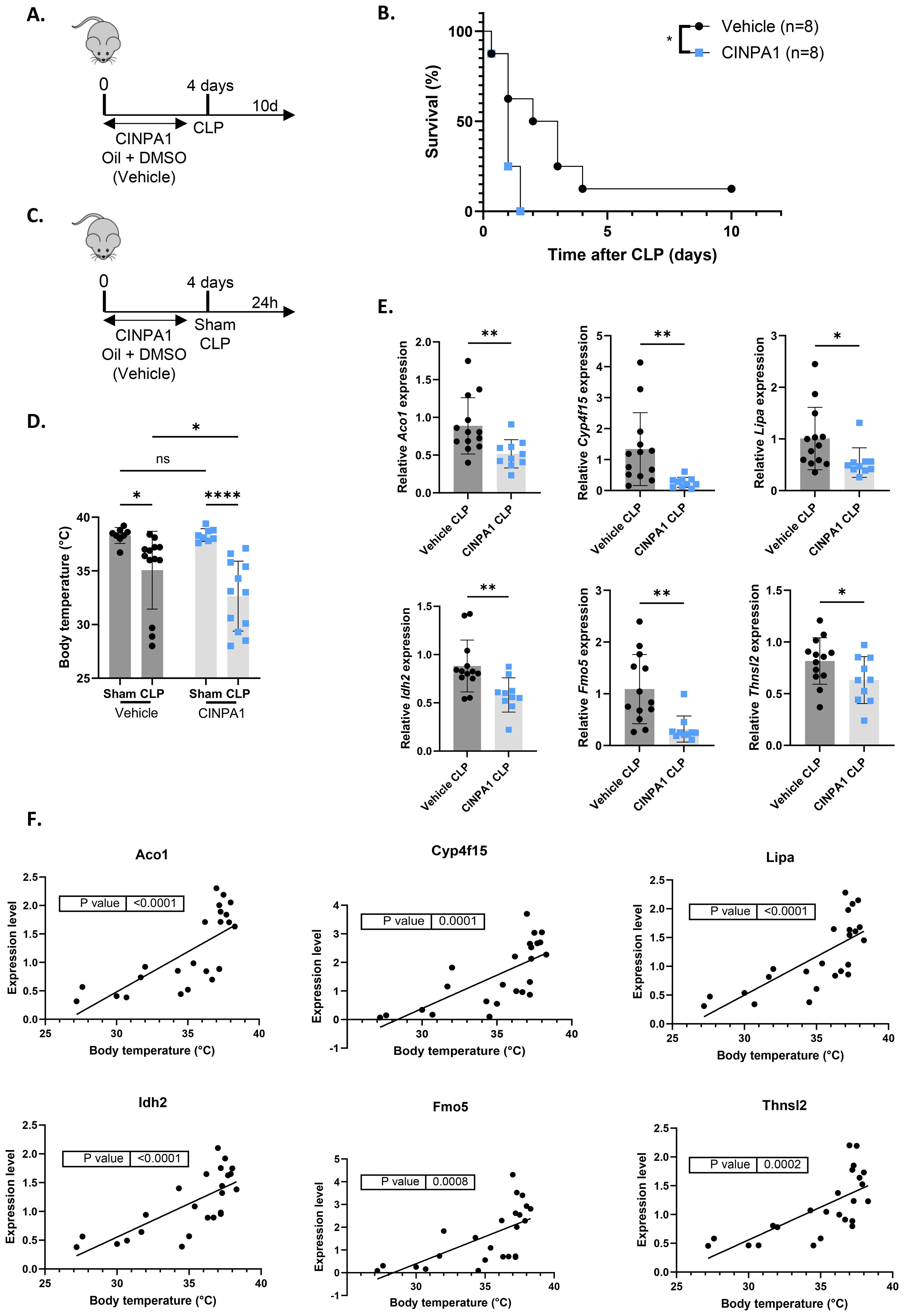 Graphs and diagrams display experimental data on CINPA1's effects in mice post-CLP. Diagram A shows a timeline of CINPA1 and vehicle administration before CLP during 4 days. Diagram C depicts the experimental timeline, with isolation 24 hours after sham or CLP. Graph B is a survival curve comparing CINPA1 and vehicle-treated mice. Graph D shows a bar graph of the body temperature with statistical significance indicated. Graph E presents relative gene expression levels with differences between groups highlighted. Graph F displays scatter plots correlating body temperature with gene expression levels, including p-values.