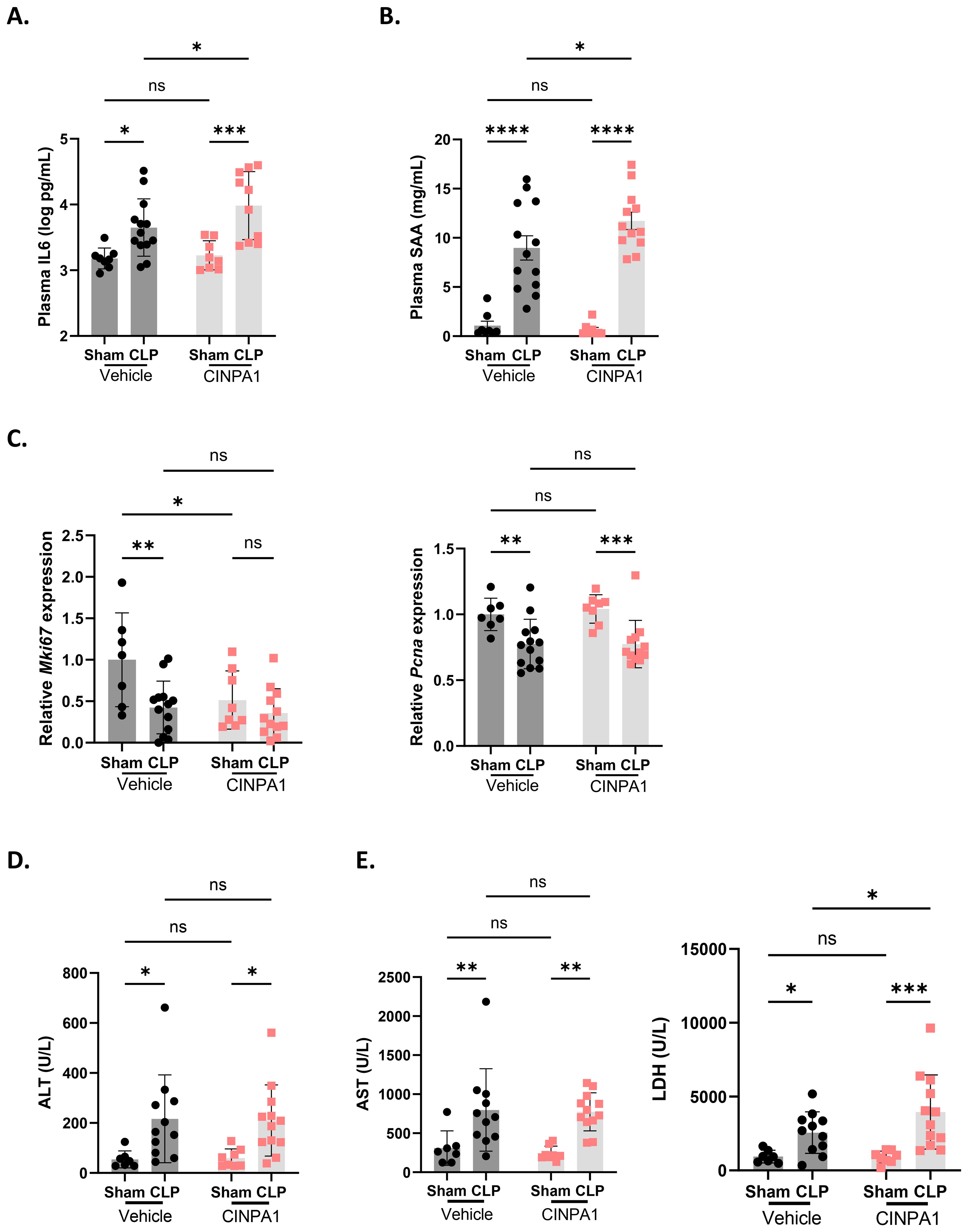 Bar graphs labeled A to E present data on plasma IL6, SAA, gene expression (Mki67 and Pcna), and ALT, AST, LDH levels across groups: Sham CLP Vehicle and CINPA1. Statistical significance is indicated by asterisks, with ns for non-significant differences. Error bars show variability.