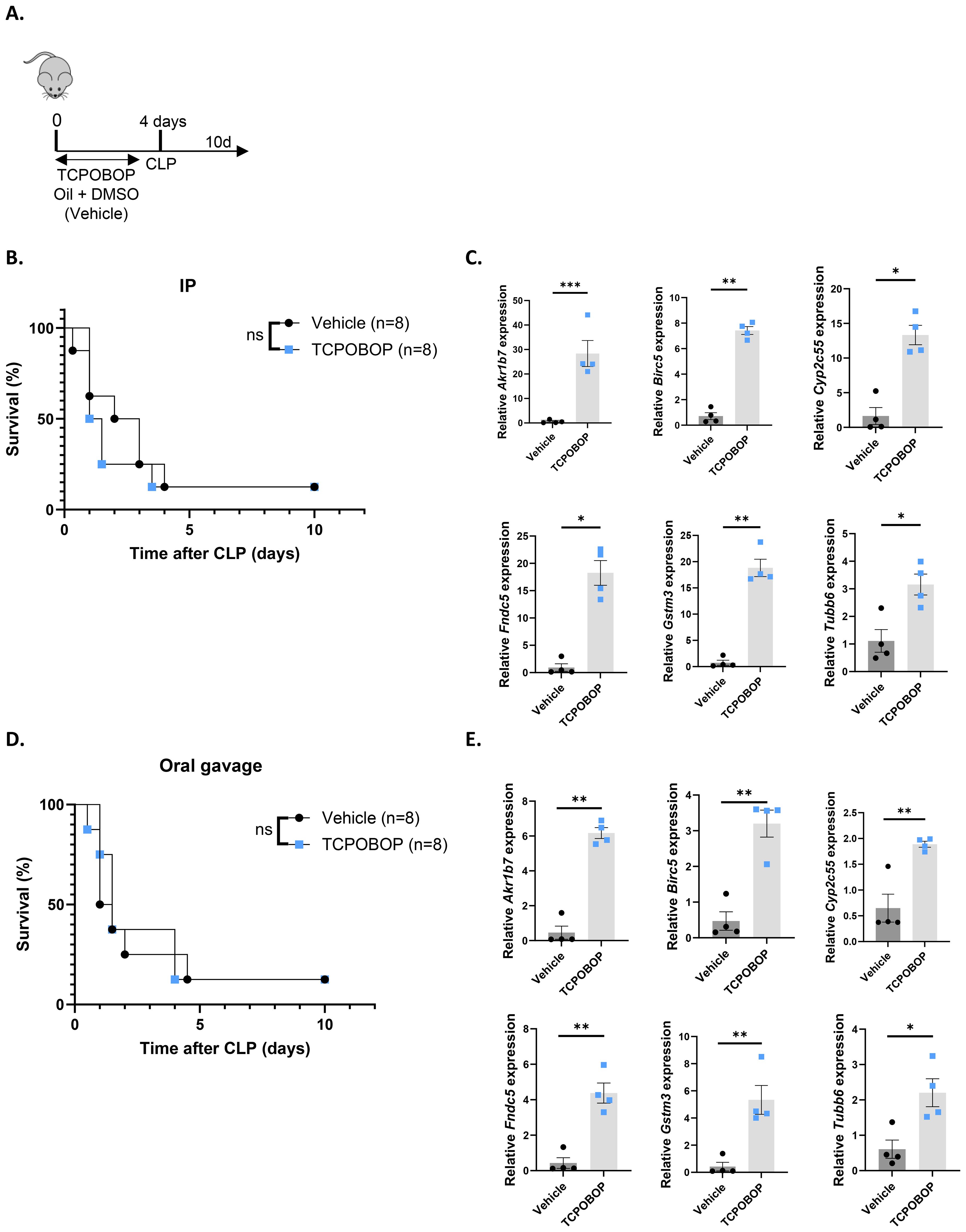 Diagram showing the experimental setup and results of TCPOBOP treatment in mice. Panel A outlines the timeline for agent administration and CLP surgery. Panel B presents a survival graph comparing intraperitoneal administration of Vehicle and TCPOBOP, showing no significant difference. Panel D displays a similar survival graph for oral gavage, also showing no significant difference. Panels C and E present bar graphs of gene expression data, indicating significant differences in expression levels of several genes between Vehicle and TCPOBOP groups, with statistical significance marked (*) at varying levels.