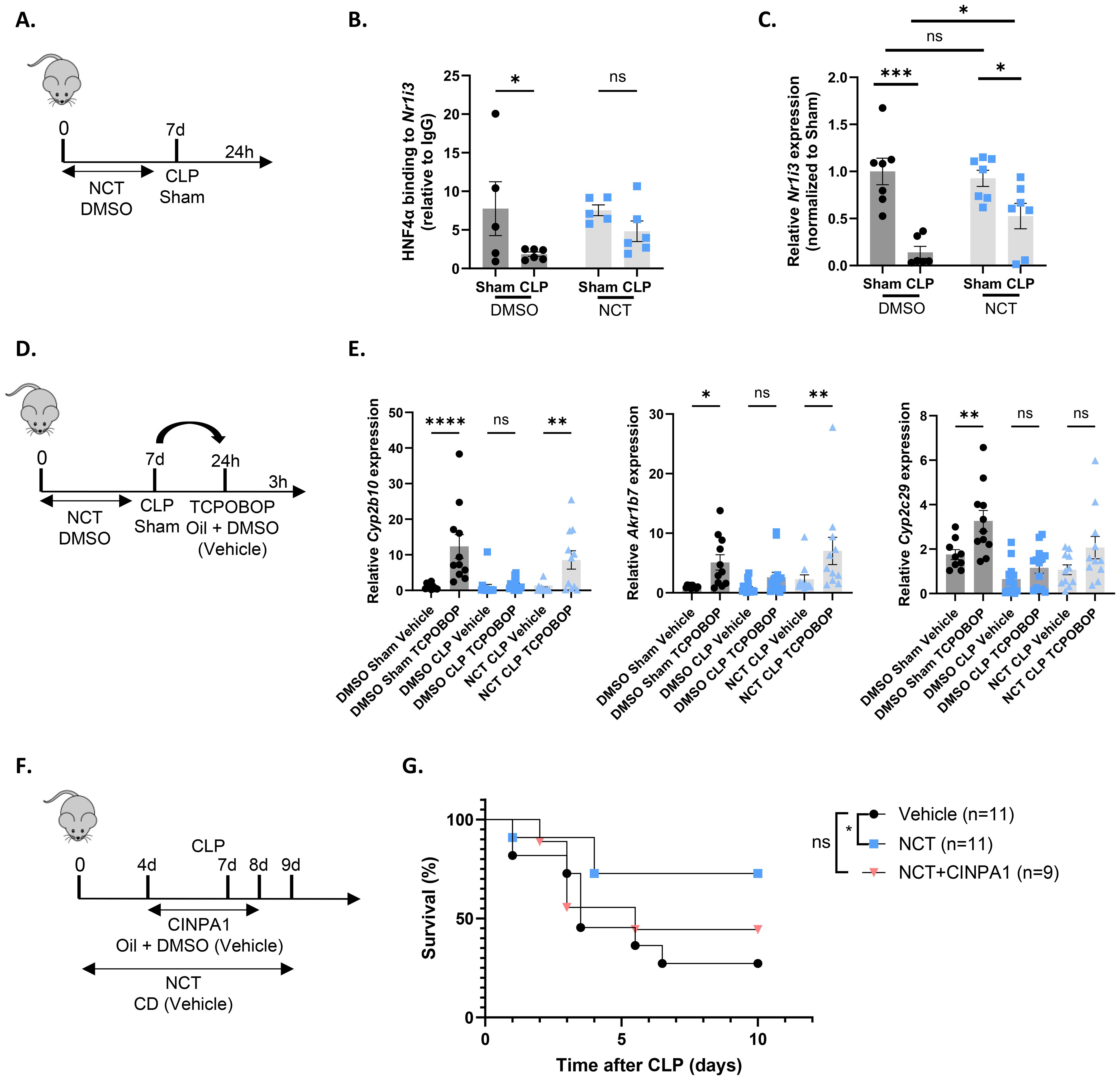 Diagram illustrating experimental designs and results in mice treated with various compounds. Panels A and D depict experimental timelines. Panel B shows HNF4α binding to Nr1i3 in CLP following NCT treatment, Panel C shows Nr1i3 expression in CLP following NCT treatment, and Panel E displays relative expression of Cyp2b10, Ark1b7, and Cyp2a29 in CLP following NCT treatment and post TCPOBOP injection. Panel F presents a timeline of another experiment with CLP. Panel G is a survival curve following CLP with NCT and CINPA1 depicting percent survival over time with different treatments. Significant differences are marked with asterisks, and data are compared with vehicle controls.