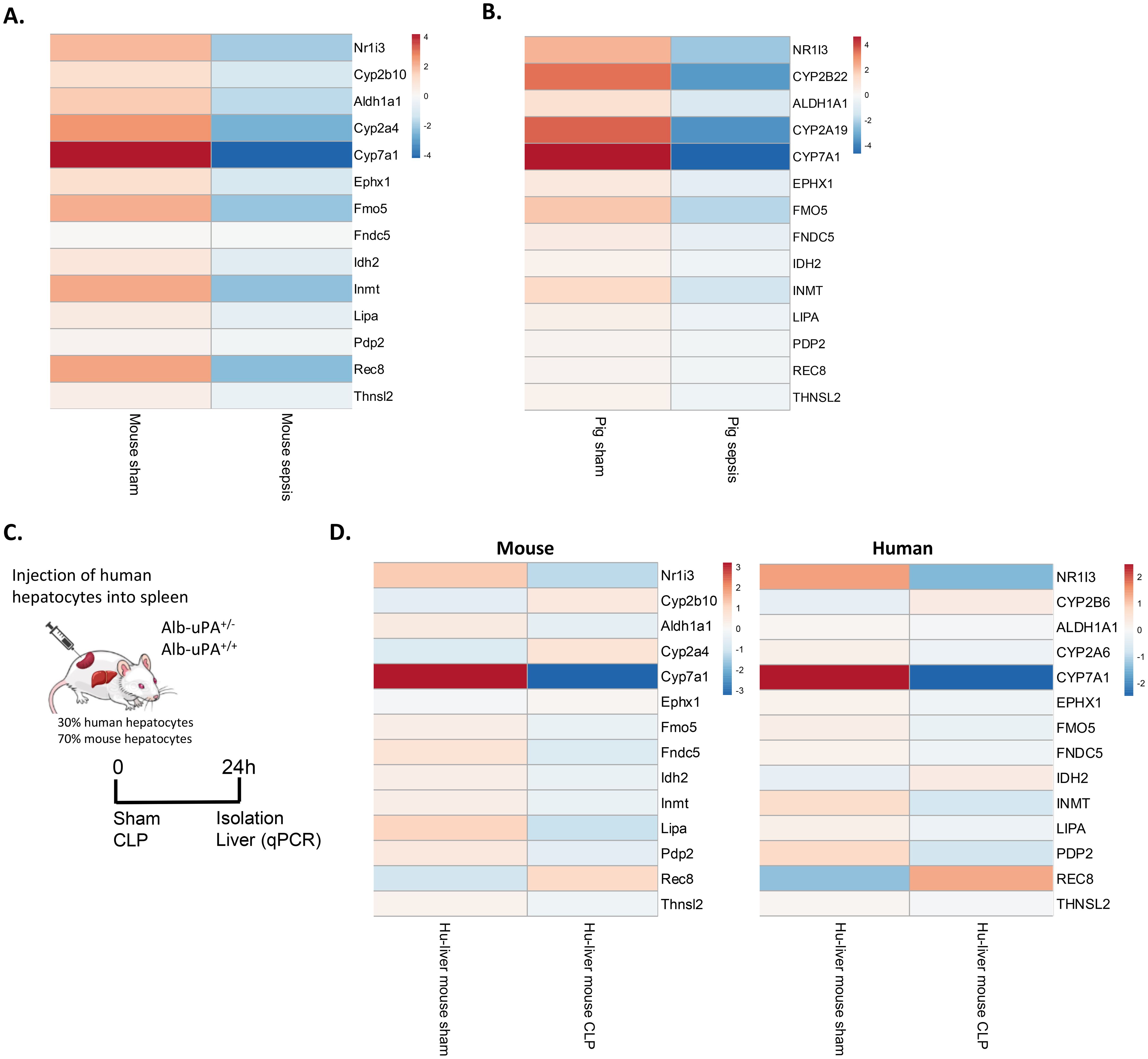 Four-panel image depicting gene expression heatmaps and experimental design. A. Heatmap shows gene expression in mouse sham and mouse sepsis samples with genes like Nr1i3 and Cyp7a1. B. Heatmap displays gene expression in pig sham and pig sepsis samples with genes like NR1I3 and CYP7A1. C. Diagram illustrates injection of human hepatocytes into the spleen of a mouse, showing a timeline for sham and CLP procedures, and liver isolation. D. Heatmaps compare gene expression in mouse and human samples under different conditions, featuring genes such as Nr1i3 and CYP7A1.