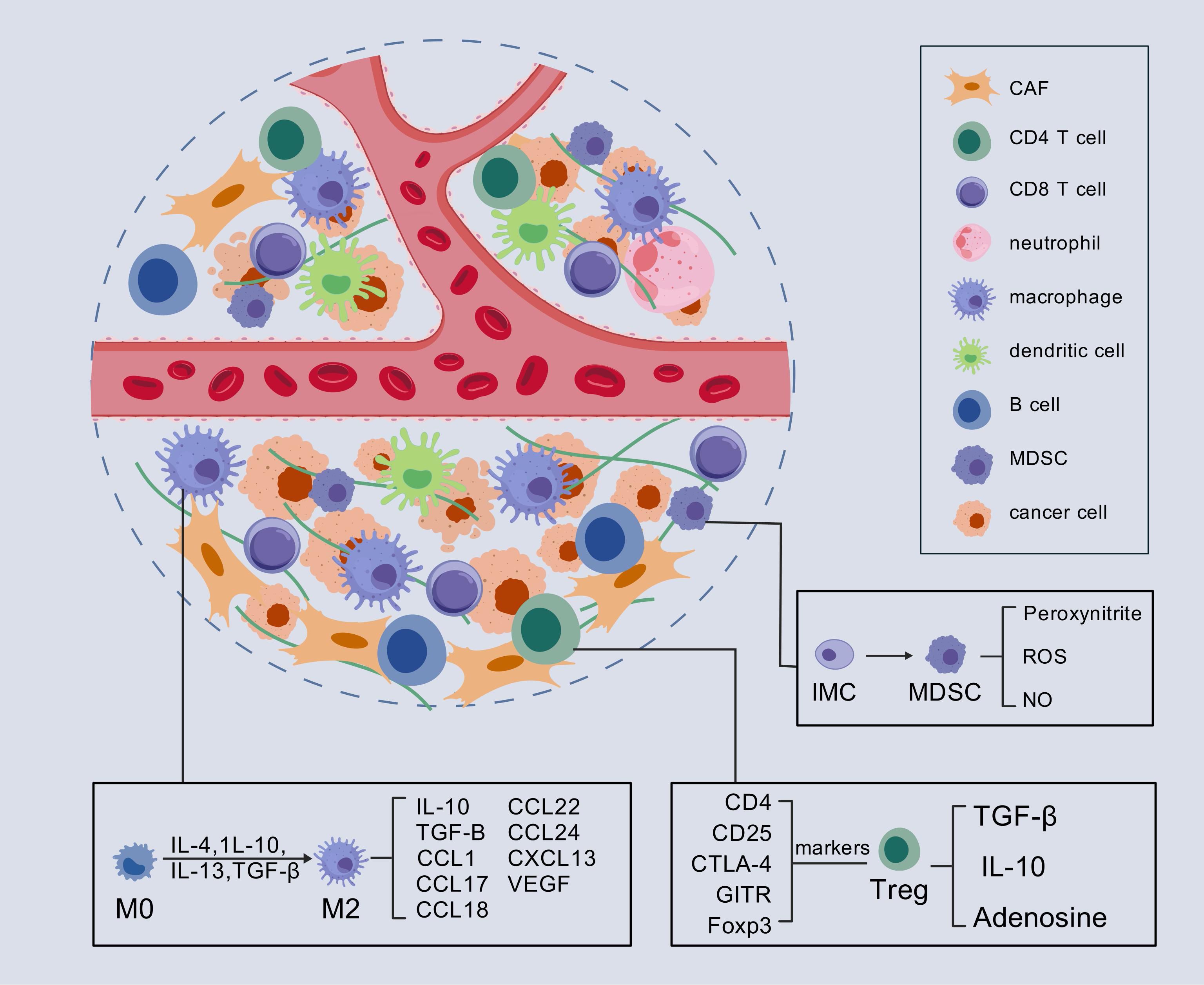 Illustration of a tumor microenvironment showing various immune cells and cancer-associated fibroblasts (CAFs) around a blood vessel. Key cell types include CD4 and CD8 T cells, neutrophils, macrophages, dendritic cells, B cells, myeloid-derived suppressor cells (MDSCs), and cancer cells. Annotations highlight the interactions and cytokines like IL-10, TGF-β, and others, indicating cellular functions and transformations such as M0 to M2 macrophages and IMC to MDSC. The diagram includes markers for regulatory T cells (Tregs) and signaling molecules like peroxynitrite, ROS, and NO. A legend explains the symbols used.