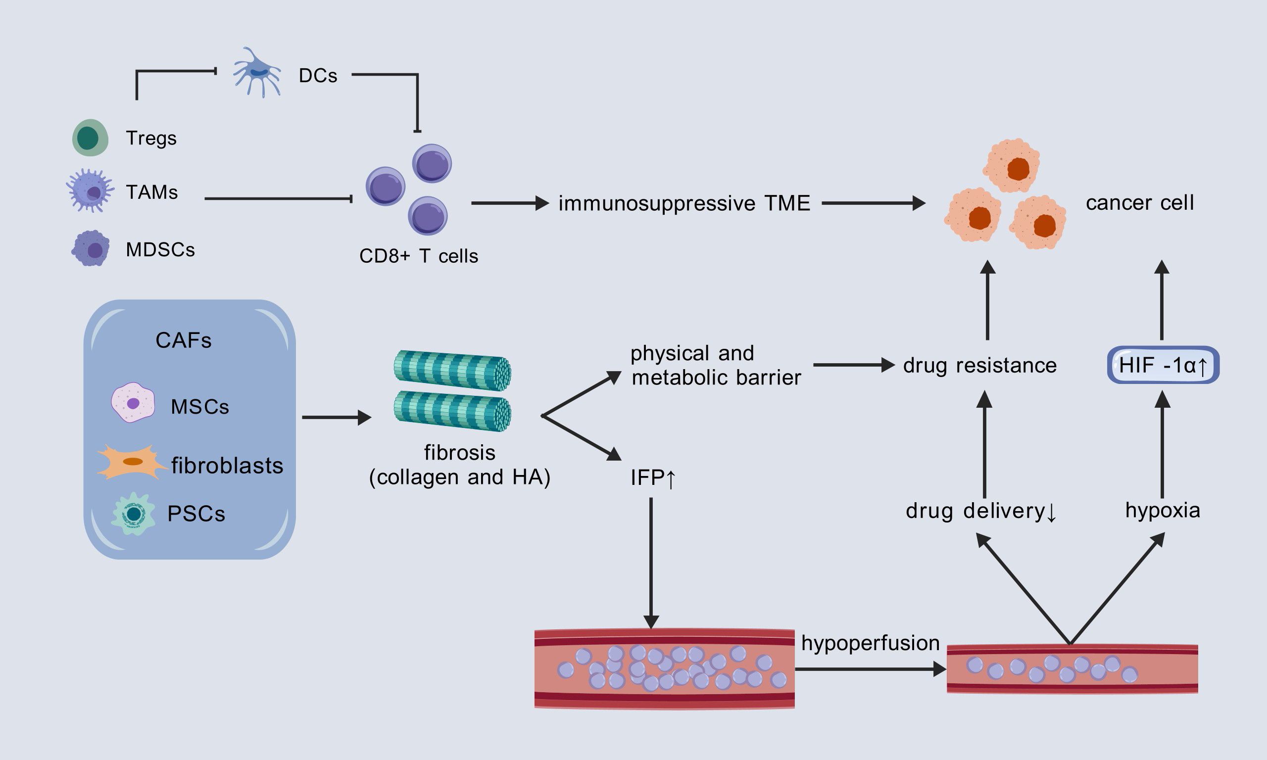 Diagram illustrating tumor microenvironment influences on cancer cells. Tregs, TAMs, and MDSCs lead to immunosuppressive TME affecting CD8+ T cells and cancer cells. CAFs, MSCs, fibroblasts, and PSCs cause fibrosis, increasing physical barriers and IFP. This leads to hypoperfusion, impacting drug delivery and causing drug resistance. HIF-1α and hypoxia further contribute to drug resistance and hypoperfusion.