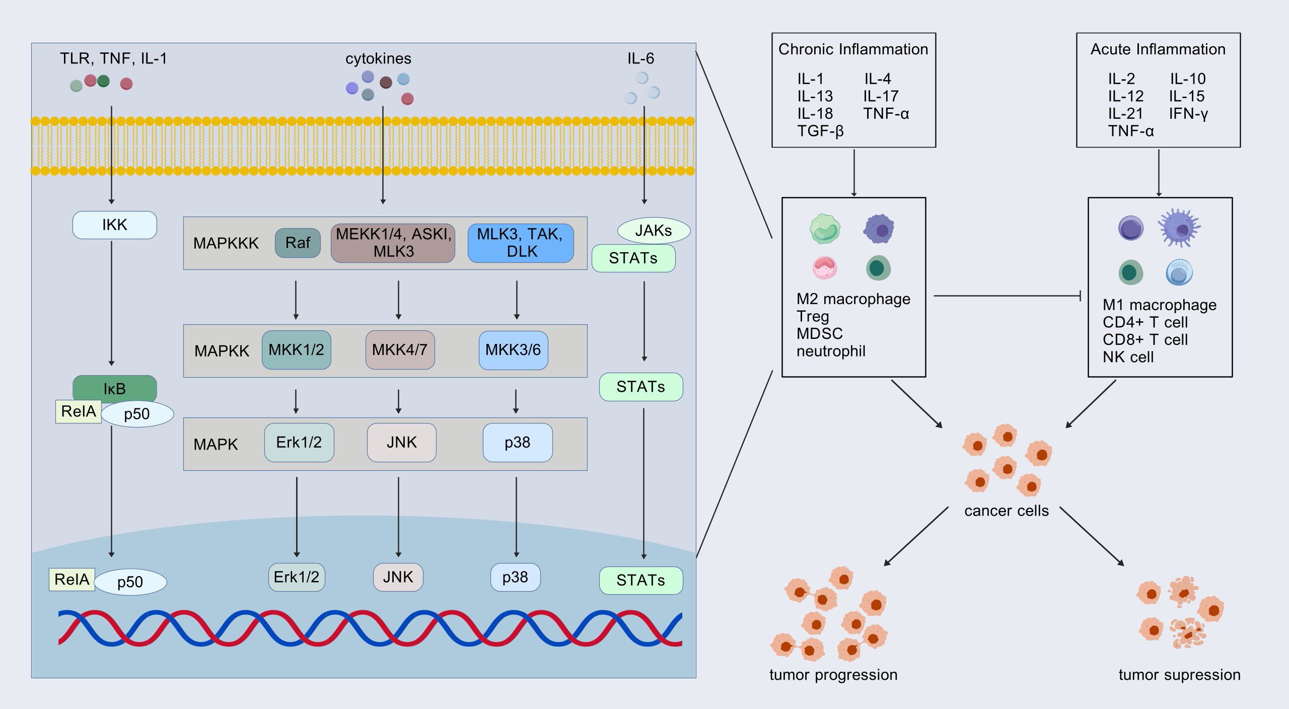 Diagram showing signaling pathways and their role in inflammation and cancer progression. It depicts pathways initiated by receptors like TLR, TNF, and IL-1 through molecules such as IKK, Raf, and STATs, leading to gene expression changes. Chronic inflammation involves cytokines like IL-1 and TNF-α, promoting tumor progression with M2 macrophages and others. Acute inflammation involves cytokines like IL-2 and IFN-γ, resulting in tumor suppression with M1 macrophages and more. The pathways influence cancer cell behavior, showing connections between inflammation types and cancer outcomes.