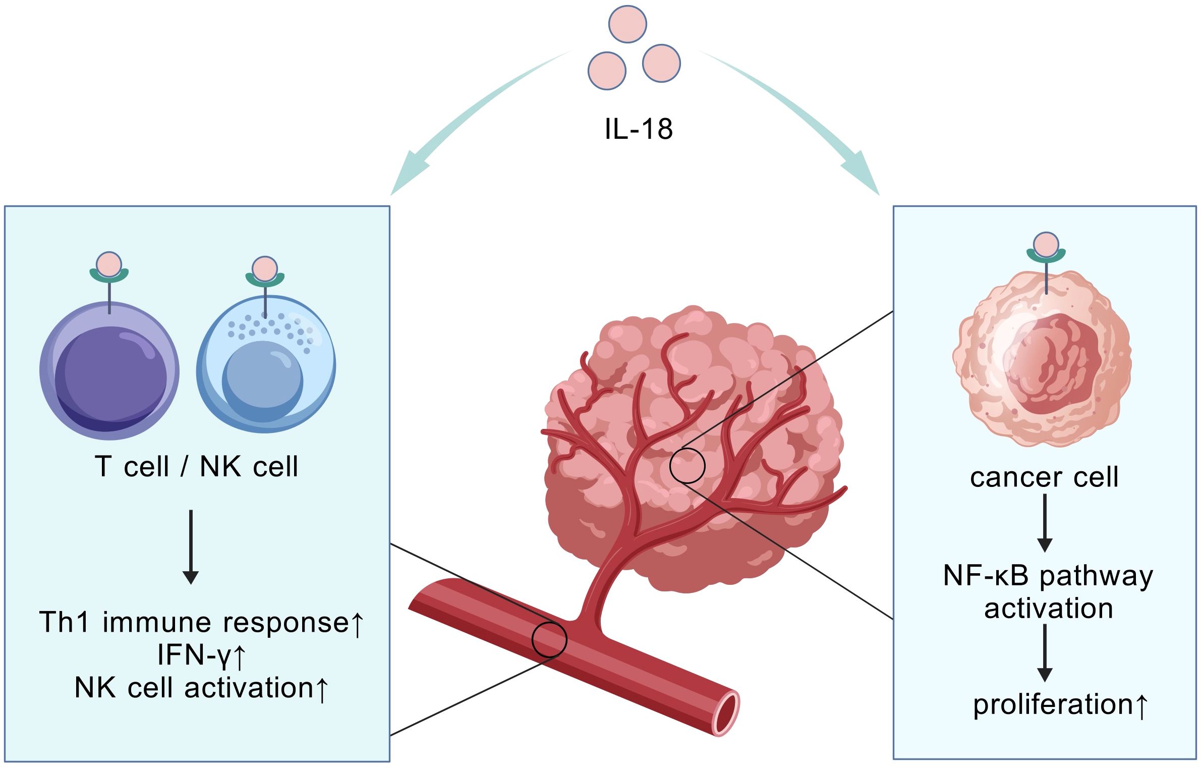 Diagram illustrating the dual role of IL-18. IL-18 stimulates T cells and NK cells, enhancing the Th1 immune response, IFN-gamma production, and NK cell activation. Conversely, IL-18 also activates the NF-kB pathway in cancer cells, leading to increased proliferation.