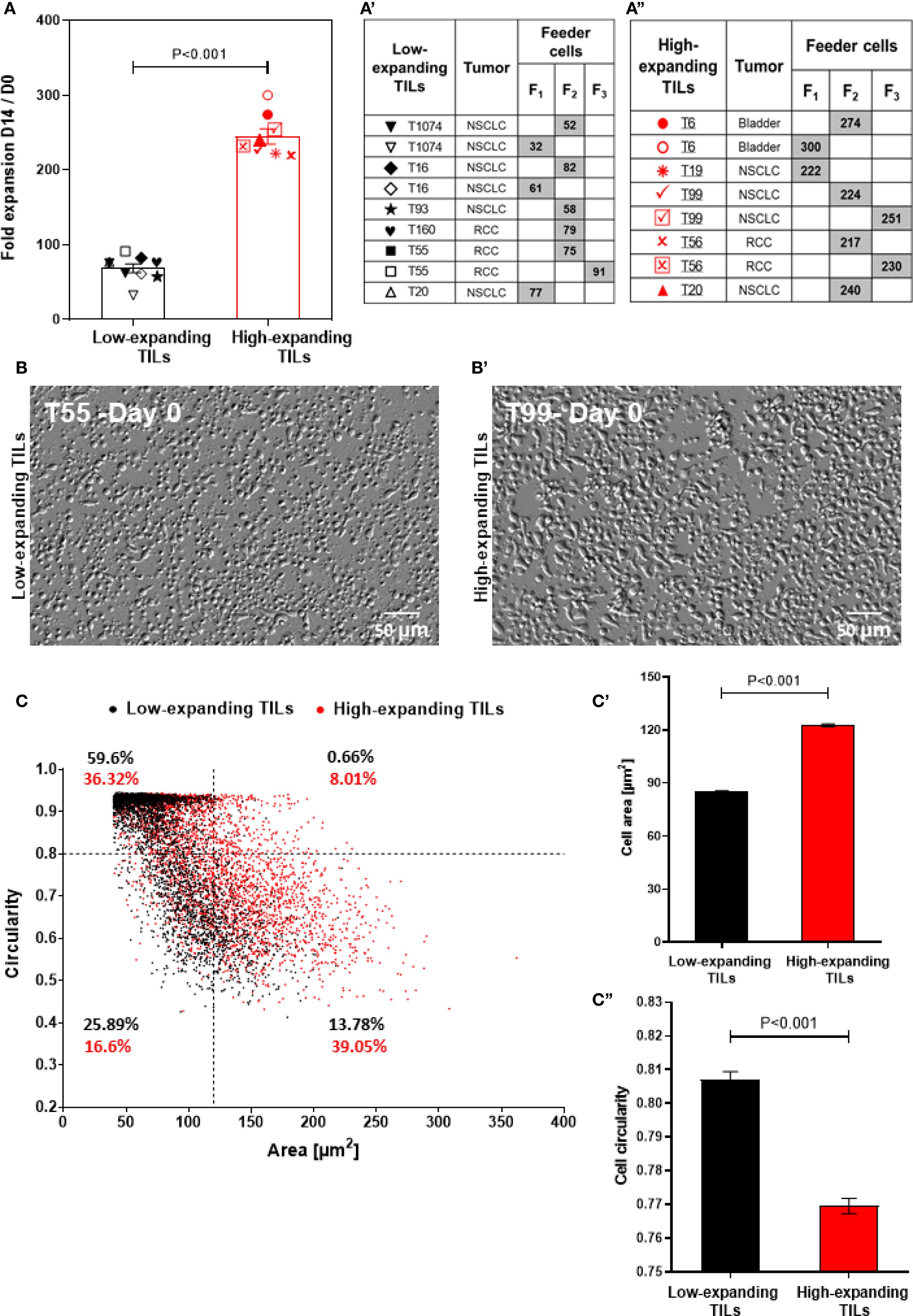 Graphical abstract showing comparisons between low-expanding and high-expanding tumor-infiltrating lymphocytes (TILs). Panel A shows a bar graph with significant differences in fold expansion (P<0.001). Panels B and B' display TIL images on Day 0 for T55 and T99 samples. Panel C presents a scatter plot comparing circularity and area. Panels C' and C'' illustrate significant differences in cell area and circularity. Tabellen in A', A'' list different TIL samples, tumor types, and feeder cells used.
