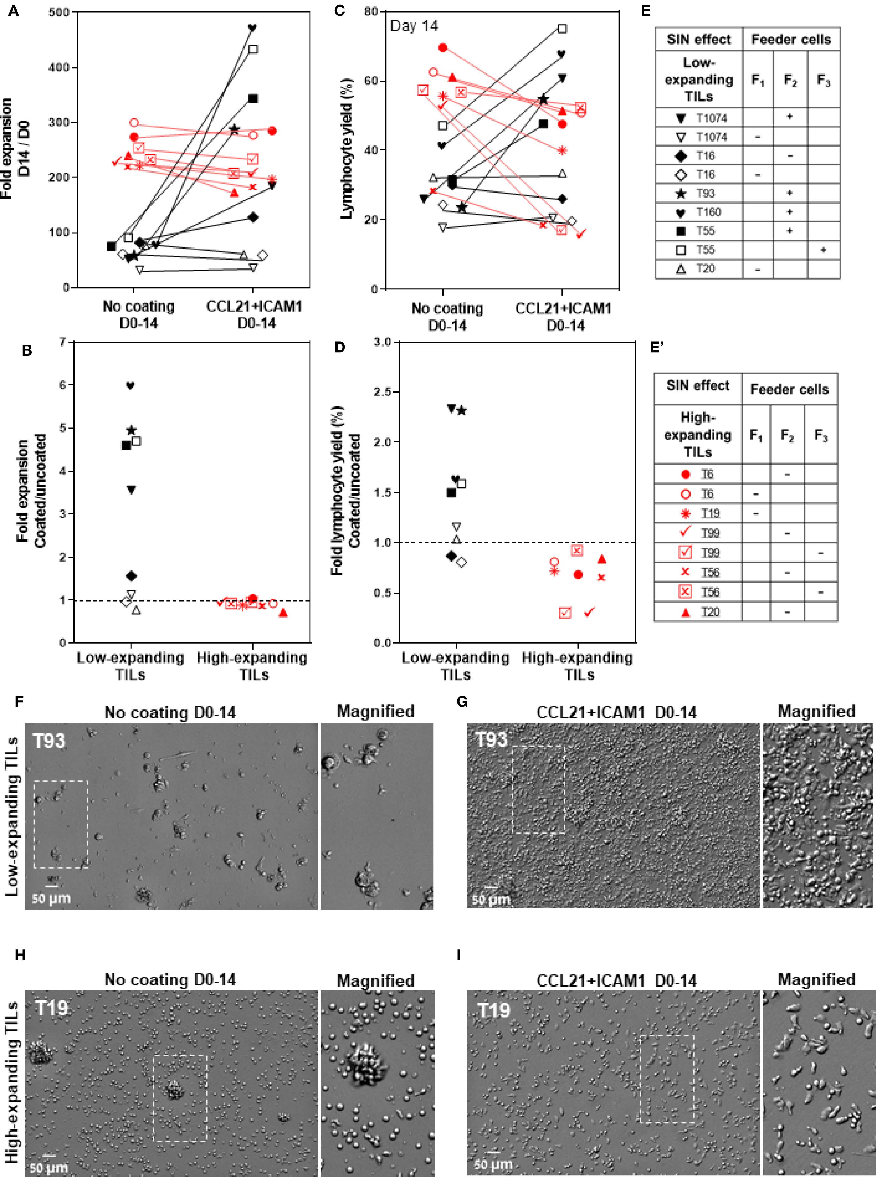 Graphs A and C display fold expansion and lymphocyte yield of TILs with and without CCL21+ICAM1 coating over 14 days. B and D compare coated versus uncoated fold expansions and yield. Tables E and E' list SIN effects and feeder cell presence for low and high-expanding TILs. Images F to I show microscopic views of T93 and T19 TILs, with and without coating, highlighting cell density variations.