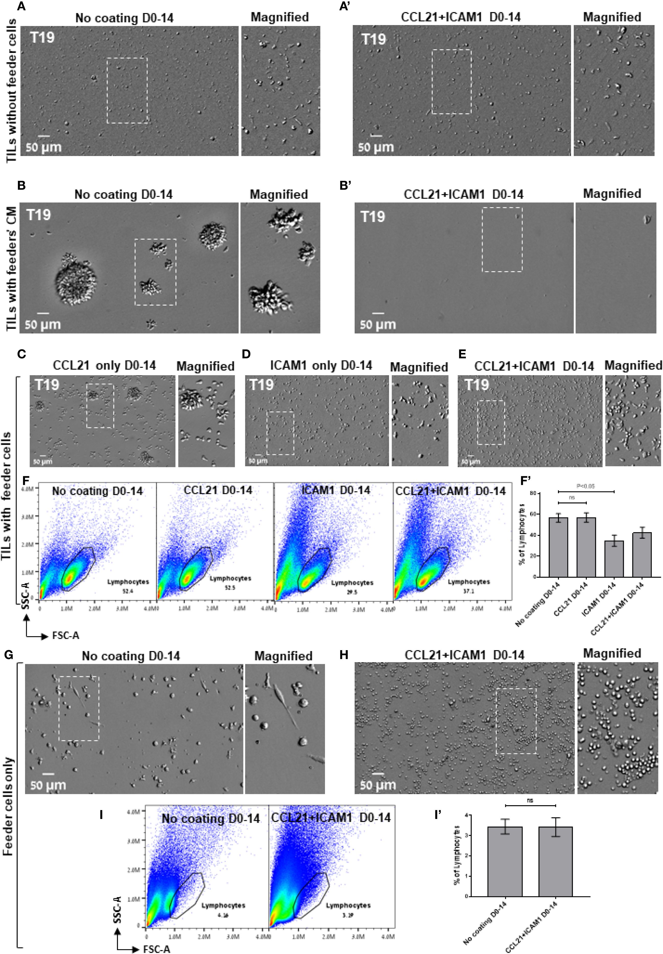 Multiple panels show microscopic images and flow cytometry plots. Panels A-H depict tumor-infiltrating lymphocytes (TILs) with or without coatings and magnifications. Panels show different conditions: no coating, CCL21, ICAM1, and CCL21+ICAM1, with or without feeder cells. Flow cytometry plots show lymphocyte populations. Bar graphs display percentages of specific lymphocyte populations under different conditions, noting statistical significance in some comparisons. Each panel is clearly labeled with its condition.