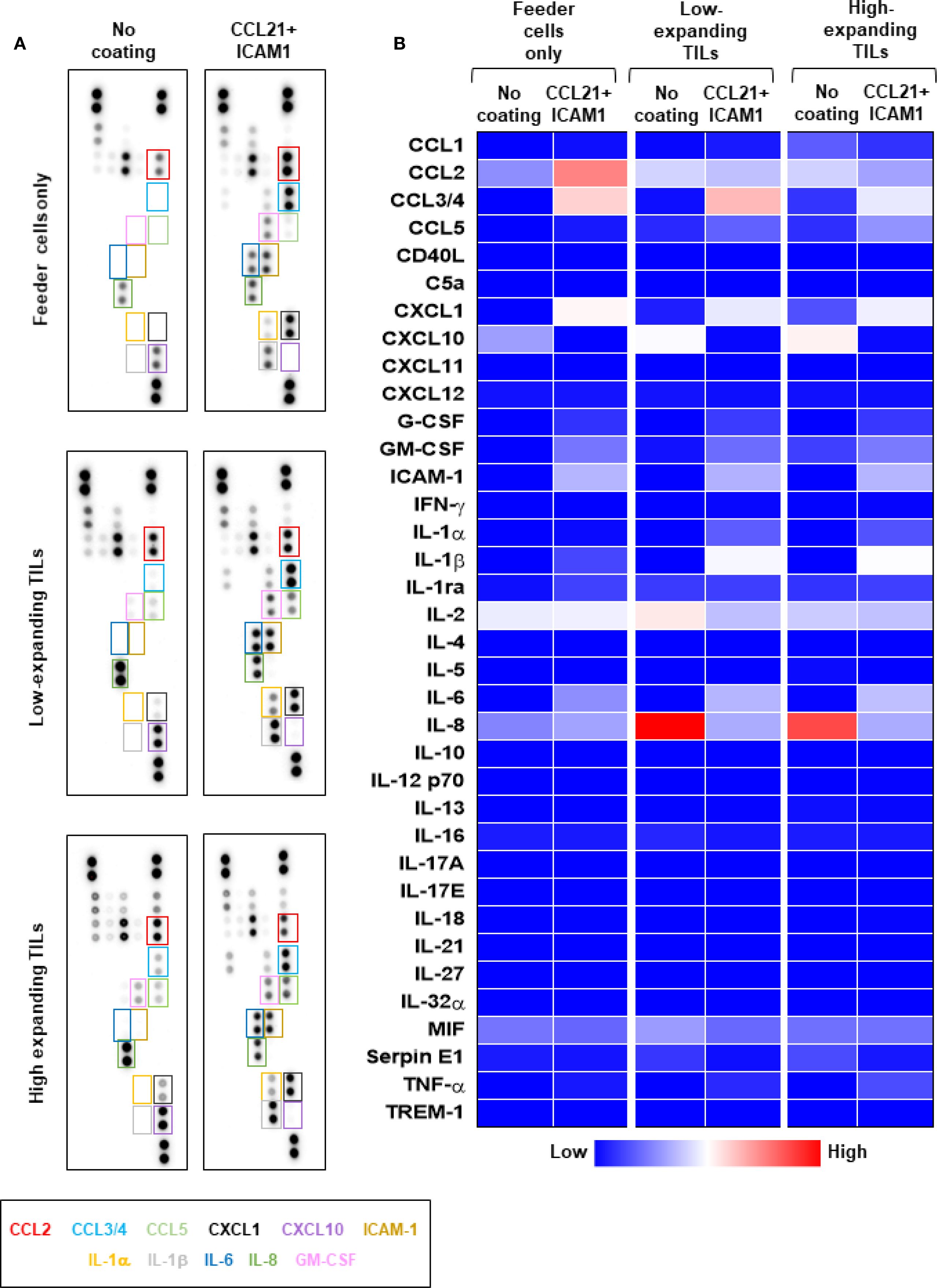 Dot blots and heatmap comparing cytokine and chemokine profiles. Panel A shows dot blots for feeder cells only, low-expanding TILs, and high-expanding TILs with “No coating” and “CCL21+ ICAM1” conditions. Colored boxes highlight different analytes. Panel B is a heatmap displaying levels of various cytokines and chemokines, with color intensity from low (blue) to high (red), under similar conditions.
