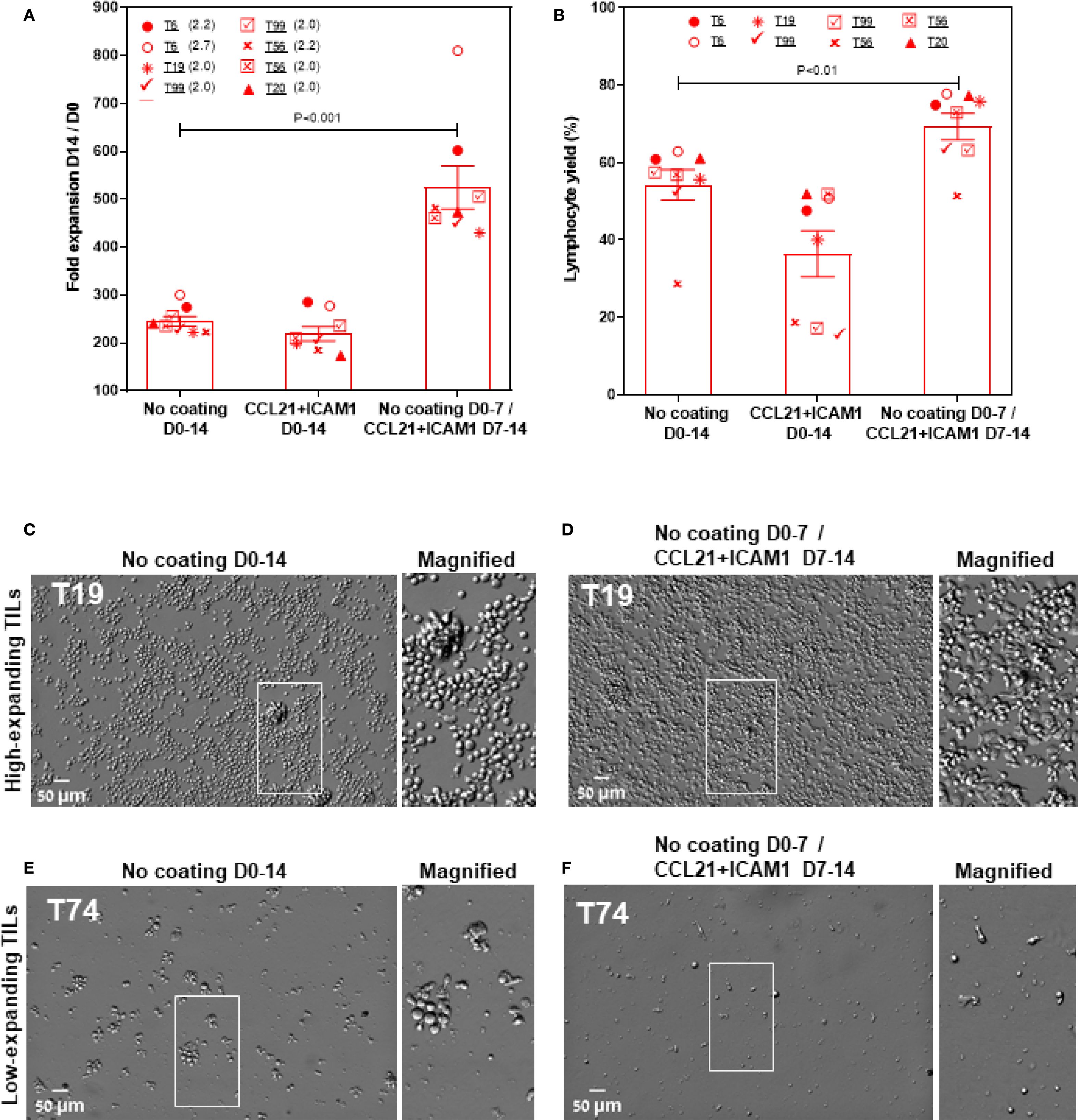 Bar charts and microscope images compare the effects of different coating conditions on immune cell expansion. Charts (A and B) show fold expansion and lymphocyte yield for three coating scenarios. Microscopic images (C to F) display high-expanding (T19) and low-expanding (T74) tumor-infiltrating lymphocytes (TILs) under different conditions, with magnified views emphasizing cellular detail.