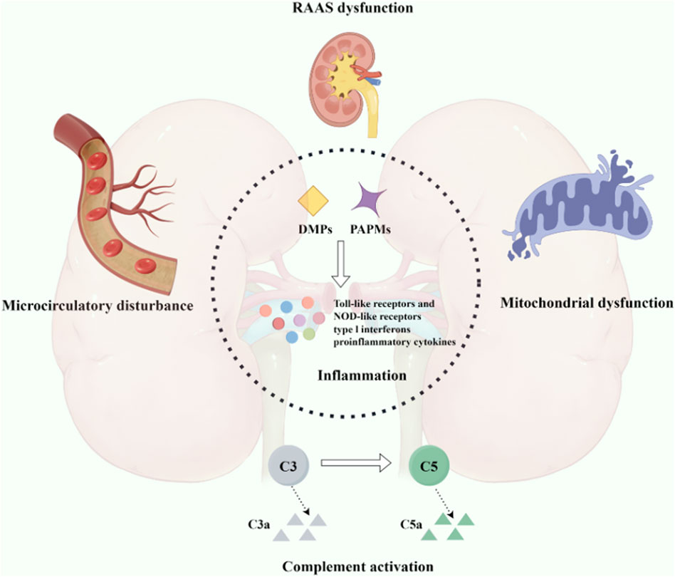 Diagram illustrating the role of inflammation in kidney function. It shows RAAS dysfunction, microcirculatory disturbance, and mitochondrial dysfunction contributing to inflammation. DMPs and PAPMs activate Toll-like and NOD-like receptors, type I interferons, and proinflammatory cytokines. The complement activation pathway involves C3 and C5, leading to C3a and C5a formation.