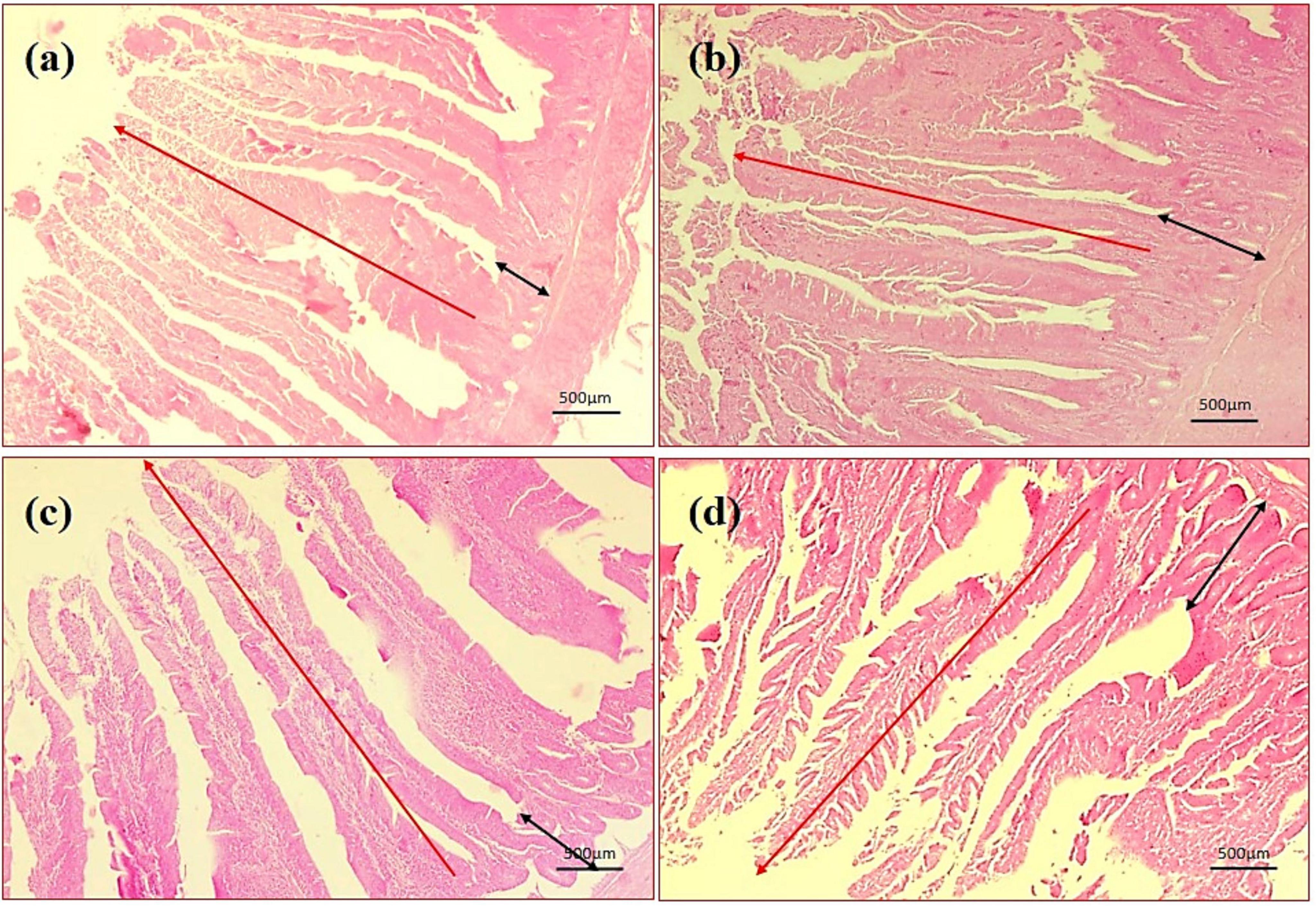 Photomicrography of duodenum (40X magnification). (a) Negative control (NC), (b) positive control (PC), (c) T1 supplemented with 0.1% of multi-strain probiotics, and (d) T2 supplemented with 0.3% of multi-strain probiotics. Arrows indicating measurements. A 500-micrometer scale bar is present in all images.