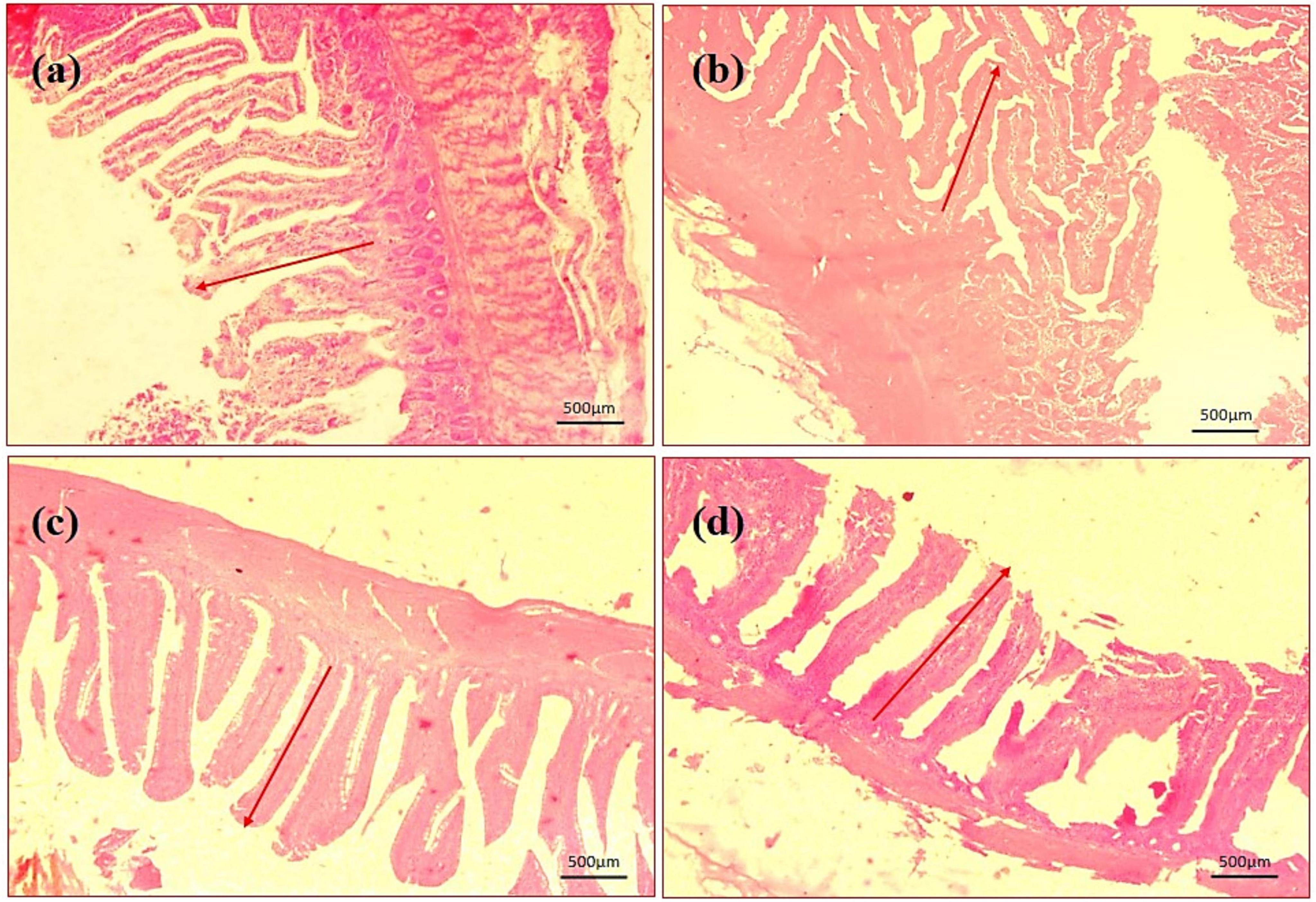 Photomicrography of jejunum (40X magnification). (a) Negative control (NC), (b) positive control (PC), (c) T1 supplemented with 0.1% of multi-strain probiotics, and (d) T2 supplemented with 0.3% of multi-strain probiotics. Arrows indicating measurements. A 500-micrometer scale bar is present in all images.