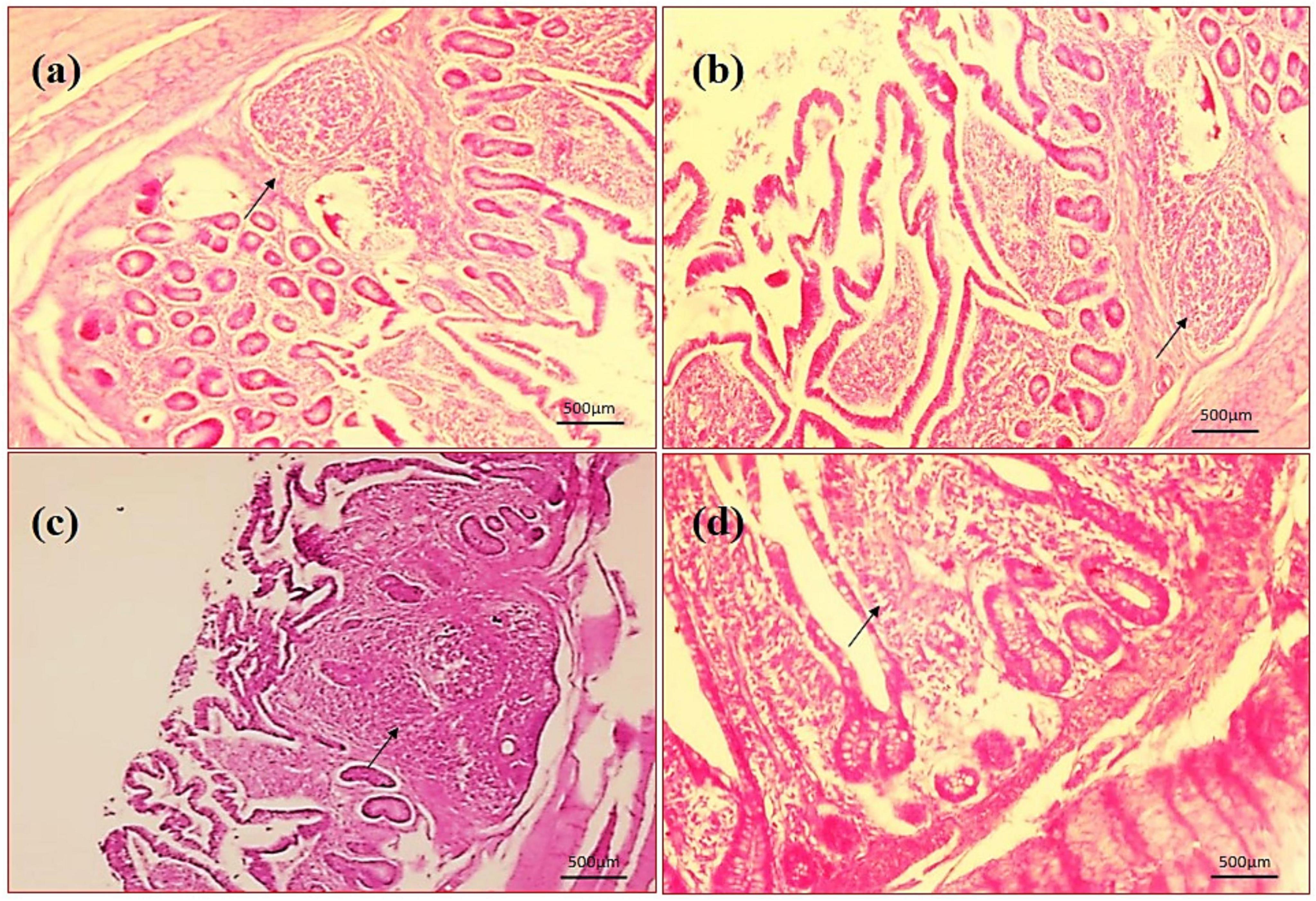 Photomicrography of ileum (40X magnification). (a) Negative control (NC), (b) positive control (PC), (c) T1 supplemented with 0.1% of multi-strain probiotics, and (d) T2 supplemented with 0.3% of multi-strain probiotics. Arrows indicating measurements. A 500-micrometer scale bar is present in all images.
