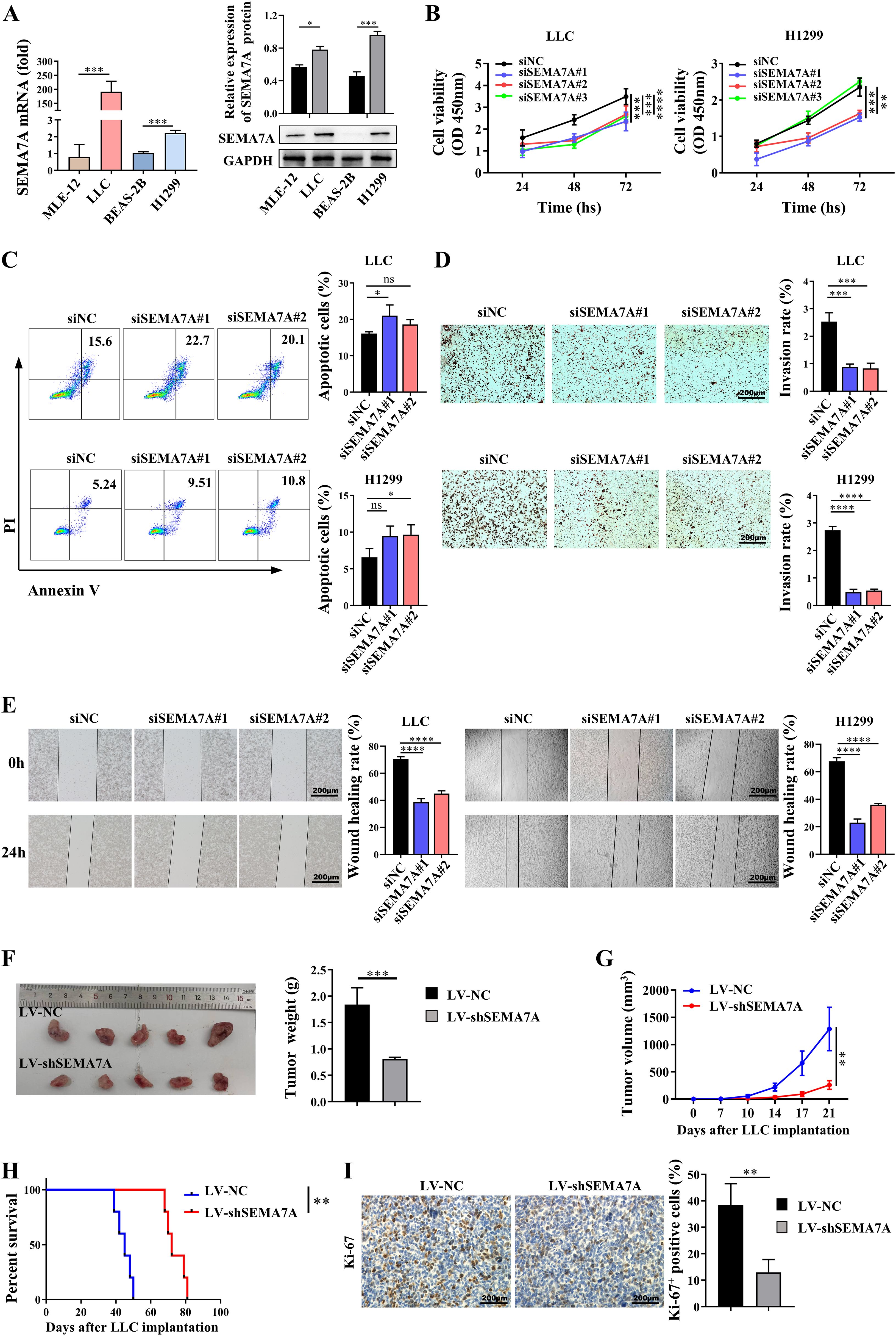 A multi-panel scientific figure showing experimental data. Panel A: Bar and western blot graphs depicting SEMA7A expression across different cell lines (MLE-12, LLC, BEAS-2B, H1299). Significant differences indicated by asterisks. Panel B: Line graphs of cell viability over time in LLC and H1299 cells with different siRNA treatments. Panel C: Flow cytometry plots and bar graphs showing apoptotic cell percentages in different treatment groups for LLC and H1299. Panel D: Images and bar graphs illustrating cell invasion assay results for LLC and H1299 under varied treatments. Panel E: Wound healing assays in LLC and H1299 with associated bar graphs. Panel F: Tumor weight comparison in LV-NC and LV-shSEMA7A with bar graph. Panel G: Tumor volume growth curves over time for LV-NC and LV-shSEMA7A. Panel H: Survival curves comparing LV-NC and LV-shSEMA7A groups. Panel I: Ki-67 staining images and bar graph comparing LV-NC and LV-shSEMA7A groups. Asterisks indicate levels of statistical significance.