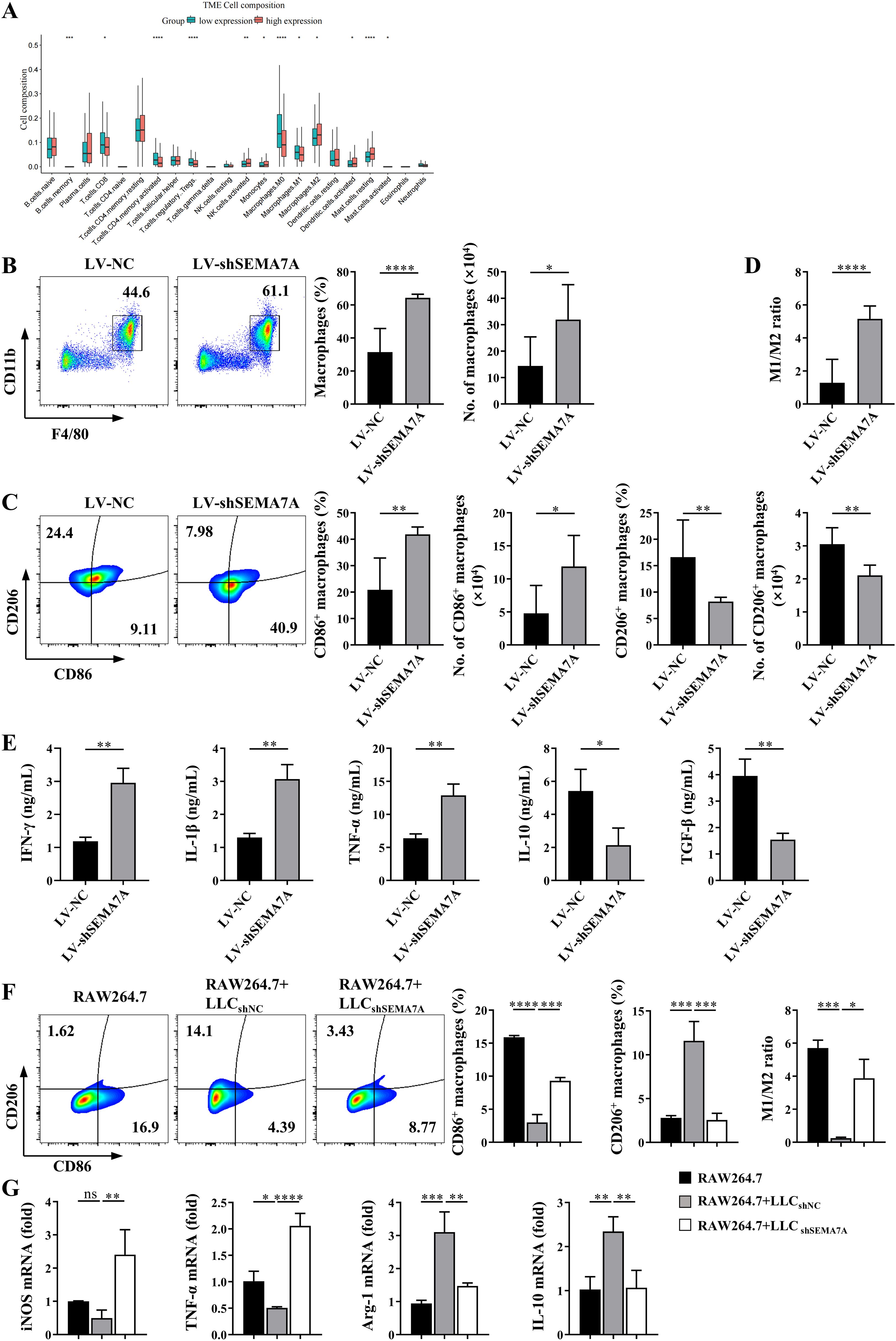 Graphical data illustrates various cellular and molecular analyses in tumor microenvironment studies. Panel A shows a box plot of cell composition, with different immune cell types on the x-axis. Panels B and C are flow cytometry plots with bar graphs, comparing macrophage percentages and numbers between conditions LV-NC and LV-shSEMA7A. Panel D displays the M1/M2 macrophage ratio. Panel E presents cytokine levels in bar graphs, including IFN-γ, IL-1β, TNF-α, IL-10, and TGF-β. Panels F and G show flow cytometry data and gene expression levels for macrophage markers and inflammatory mediators in RAW264.7 cells under different conditions. Statistical significance is denoted on graphs.