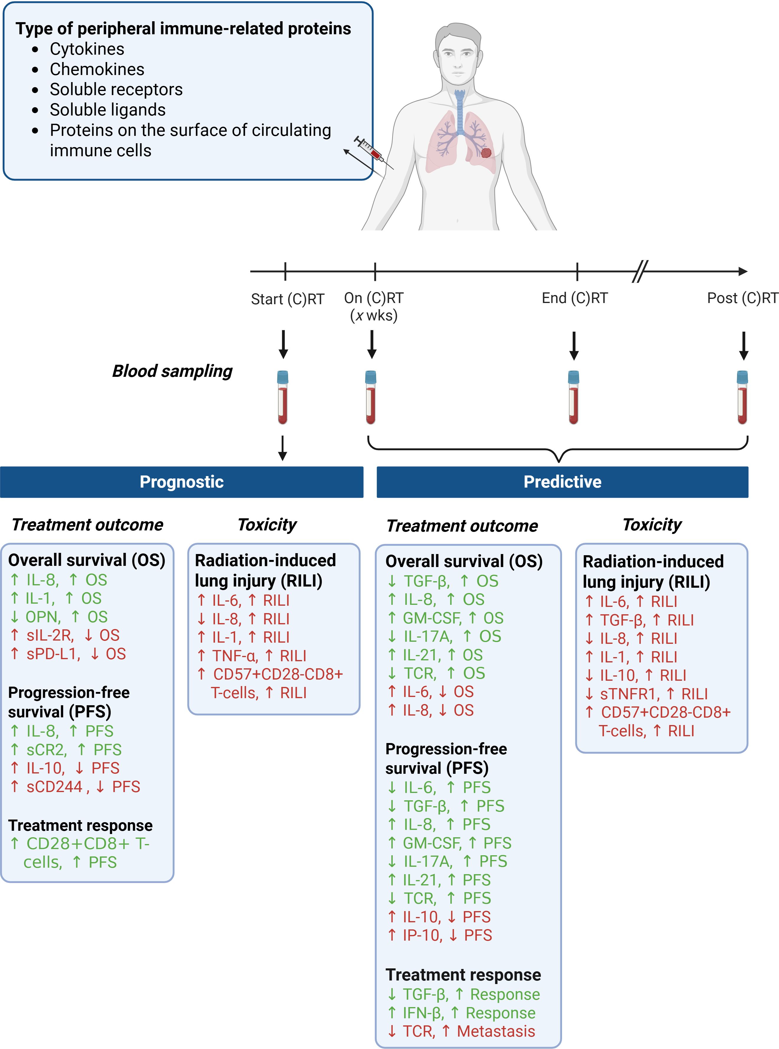 Diagram illustrating the study of peripheral immune-related proteins and their impact on cancer treatment outcomes. Blood samples are taken at various stages of chemoradiotherapy. The proteins studied include cytokines, chemokines, soluble receptors, ligands, and immune cell surface proteins. The outcomes investigated are prognostic and predictive of treatment response and toxicity, particularly radiation-induced lung injury (RILI). Changes in specific proteins like IL-8, IL-6, and TGF-β are associated with overall survival (OS), progression-free survival (PFS), and treatment responses. The image includes detailed charts categorizing treatment outcomes and toxicity based on these proteins.