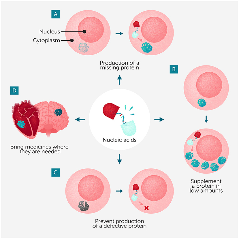 Diagram illustrating the role of nucleic acids in cellular processes. Central image shows nucleic acids, surrounded by four labeled scenarios: A) Production of a missing protein; B) Supplementation of a low-protein amount; C) Prevention of defective protein production; D) Targeted delivery of medicines to brain and heart.
