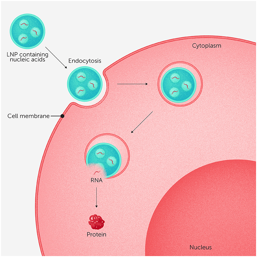 Illustration showing lipid nanoparticles (LNP) containing nucleic acids undergoing endocytosis into a cell. The process involves LNP entering the cytoplasm, releasing RNA, which leads to protein synthesis near the nucleus.