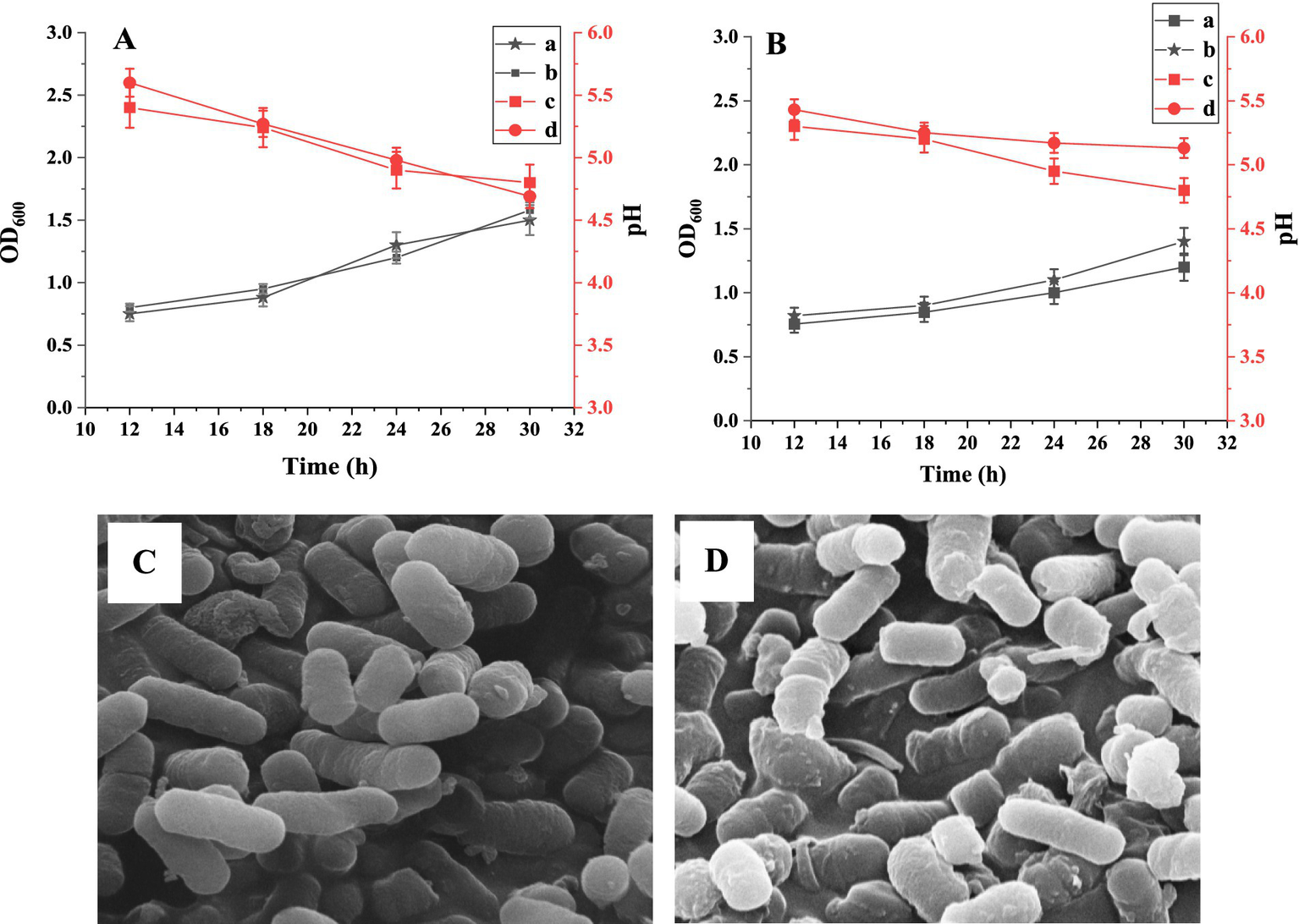 Line graphs (A and B) show optical density (OD₆₀₀) and pH changes over time in hours, with multiple data series. Electron micrographs (C and D) display rod-shaped bacteria clusters.