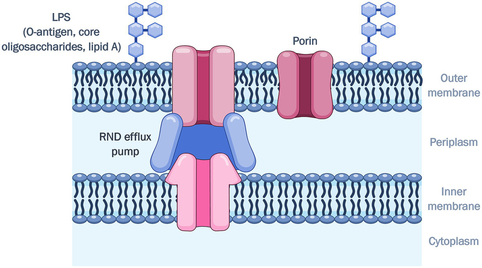 Diagram illustrating a bacterial cell envelope with labeled components. The outer membrane includes LPS structures and porins. Below is the periplasm containing an RND efflux pump spanning the periplasm and outer membrane. The inner membrane separates the periplasm from the cytoplasm. Blue and pink colors depict different structures.