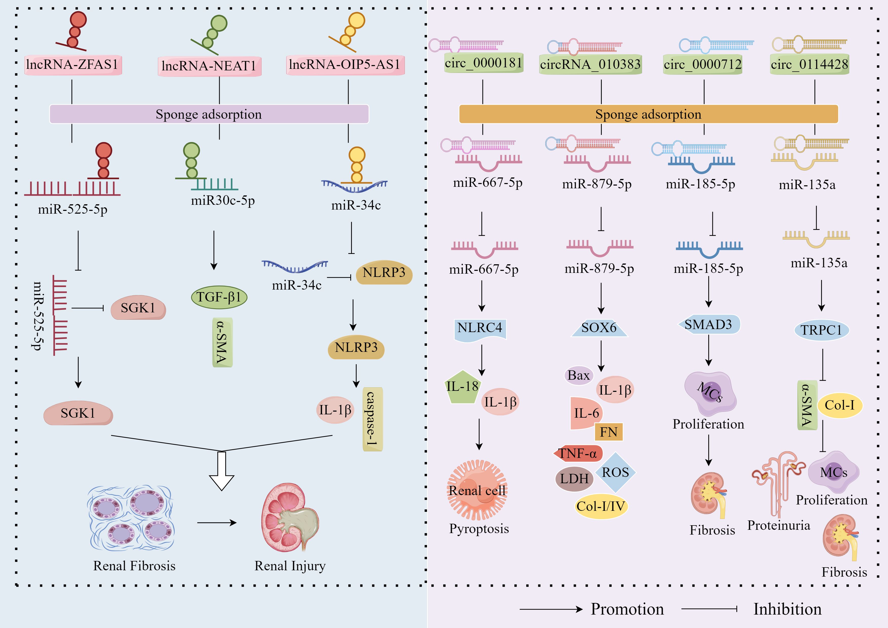 Diagram illustrating the roles of lncRNAs and circRNAs in renal fibrosis and injury via sponge adsorption. The left section shows lncRNAs (ZFA1, NEAT1, OIP5-AS1) interacting with miRNAs (miR-525-5p, miR30c-5p, miR-34c) affecting pathways like SGK1 and NLRP3 related to renal fibrosis and injury. The right section depicts circRNAs (0000181, 010383, 0000712, 0114428) interacting with miRNAs (miR-667-5p, miR-879-5p, miR-185-5p, miR-135a) influencing pathways like pyroptosis, proliferation, and fibrosis. Arrows indicate promotion or inhibition of specific pathways.