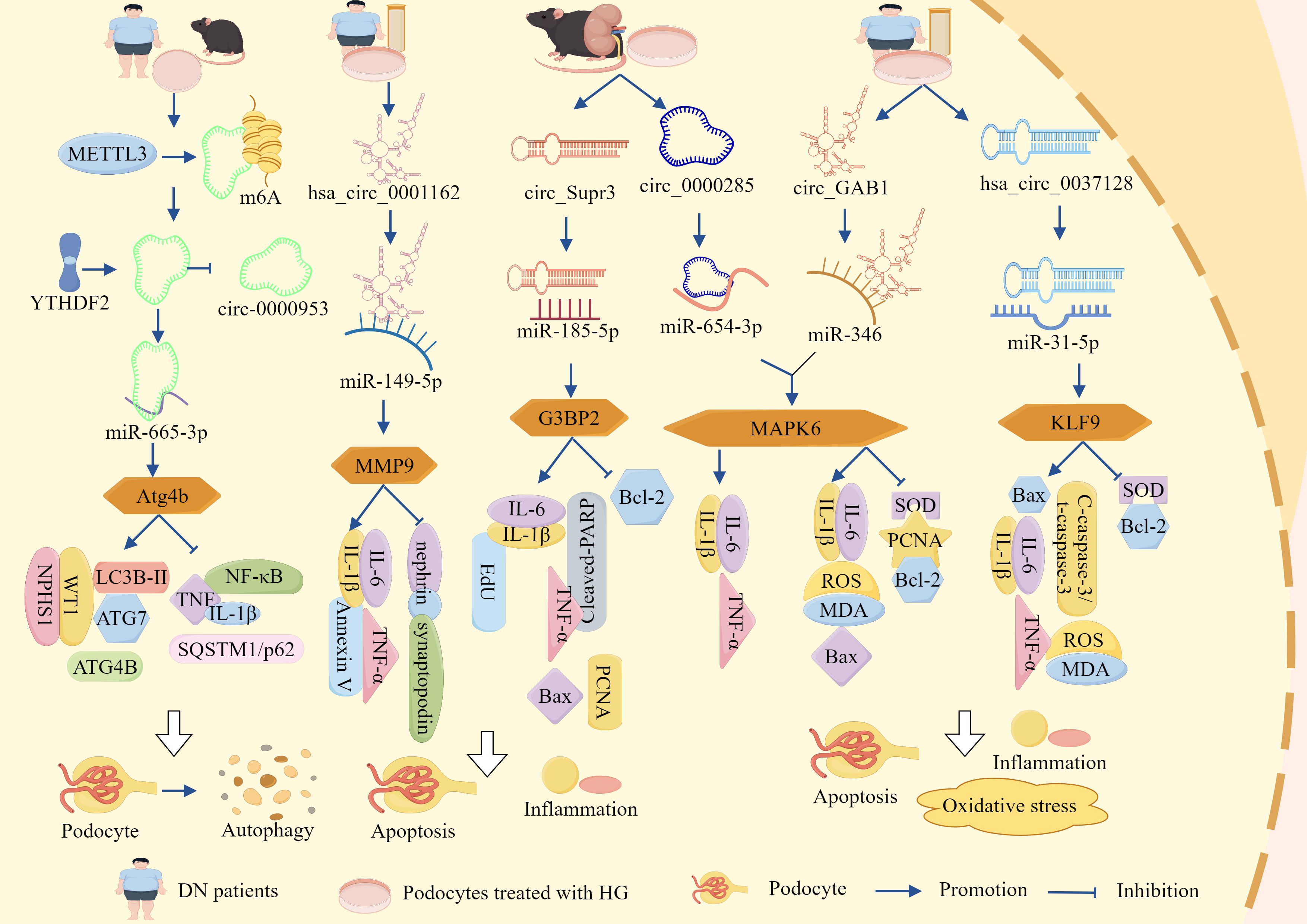 Diagram illustrating the molecular pathways involved in podocyte damage in diabetic nephropathy patients. It includes steps from patient condition to molecular interactions, highlighting processes like autophagy, apoptosis, inflammation, and oxidative stress. Components such as METTL3, circRNAs, miRNAs, and proteins like Atg4b, MMP9, G3BP2, MAPK6, and KLF9 are shown with their interactions, leading to cellular outcomes. The diagram is color-coded to indicate processes like promotion and inhibition.