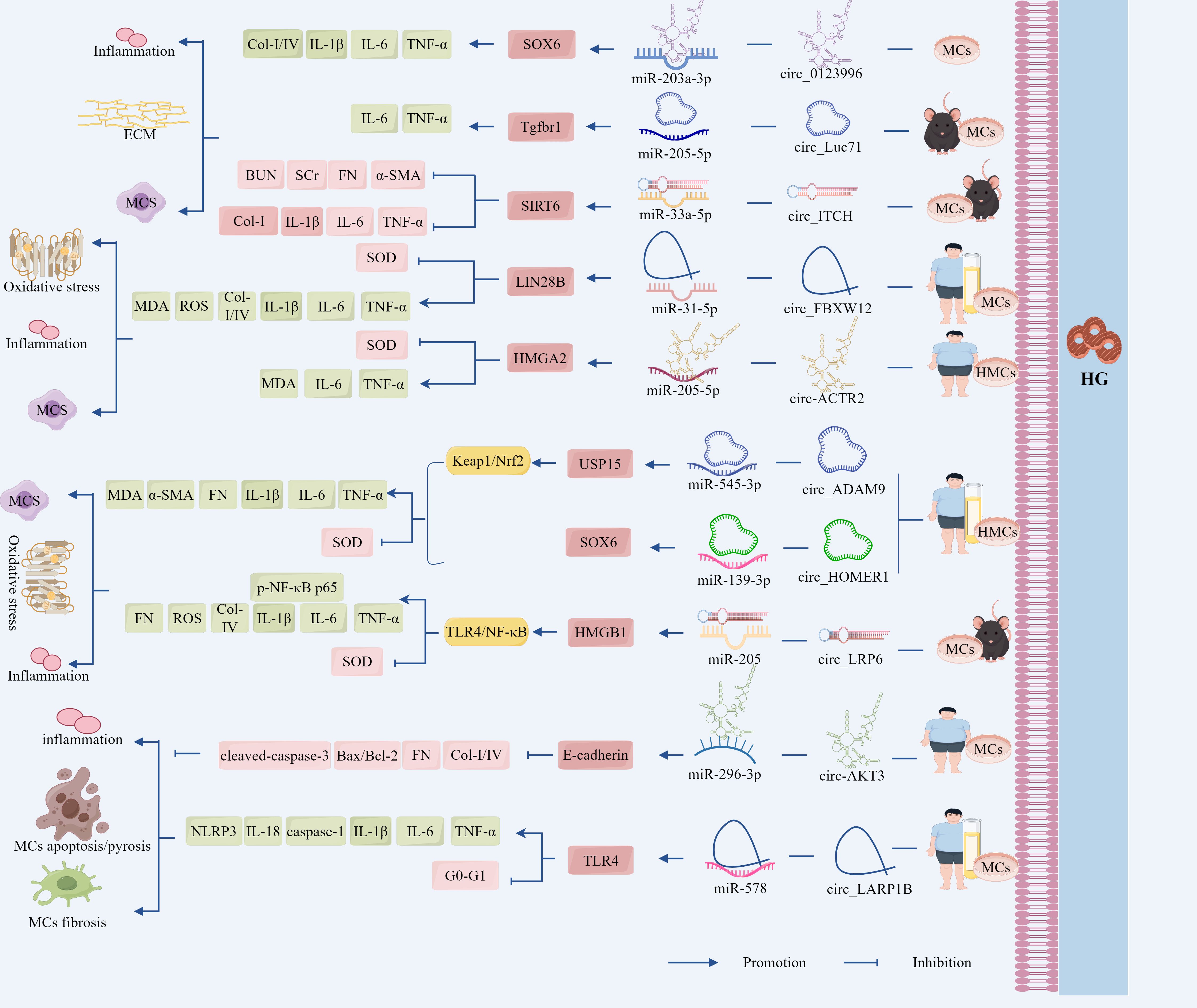 Diagram illustrating molecular pathways related to inflammation, oxidative stress, apoptosis, and fibrosis involving various markers such as SOX6, SIRT6, and TLR4. It shows interactions with miRNAs and circRNAs, leading to effects on mesangial cells (MCs) and human mesangial cells (HMCs) under hyperglycemic (HG) conditions, highlighting promotion and inhibition pathways.