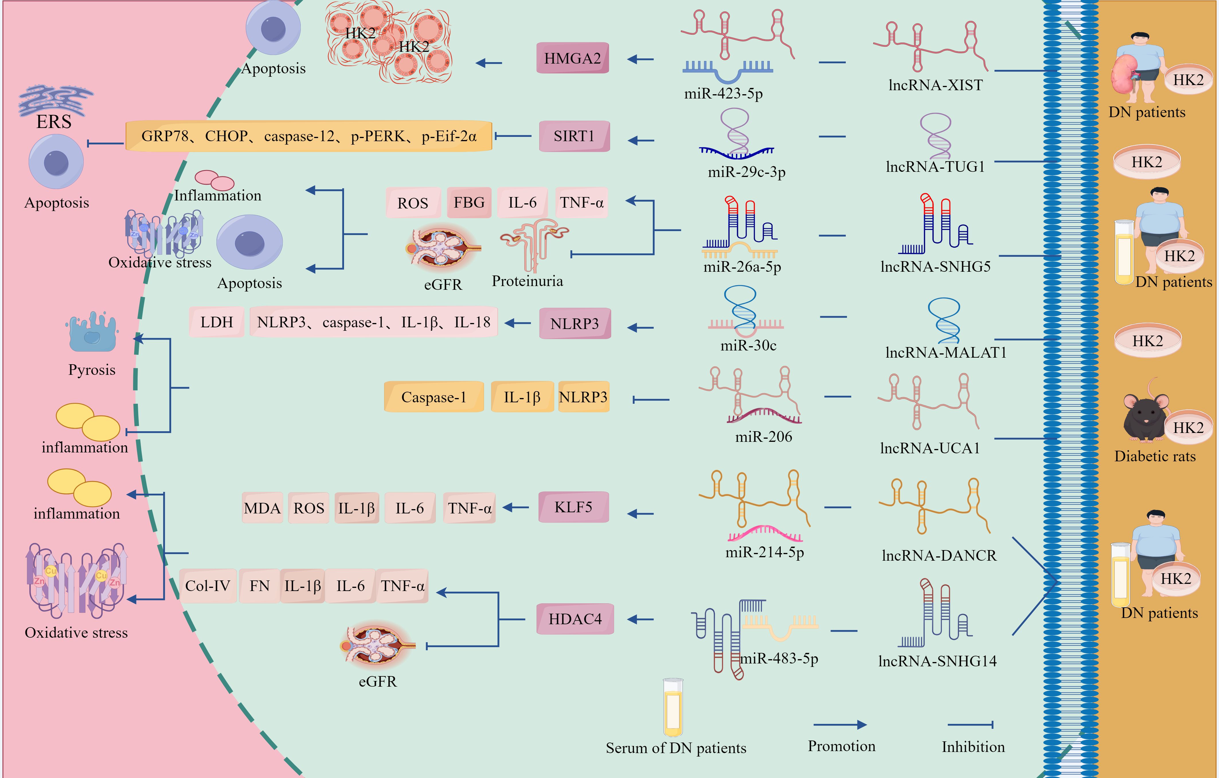 Diagram illustrating the molecular mechanisms in diabetic nephropathy (DN) patients and diabetic rats. It shows cell stress responses like apoptosis, inflammation, oxidative stress, and pyrosis. Various molecules, including GRP78, CHOP, and caspase-1 are depicted, interacting with microRNAs (e.g., miR-423-5p, miR-30c) and long non-coding RNAs (e.g., lncRNA-XIST, lncRNA-MALAT1). Pathways influence conditions such as proteinuria and eGFR decrease. The effects are visualized between DN patients, diabetic rats, and HK2 cells. Arrows indicate promotion and inhibition.