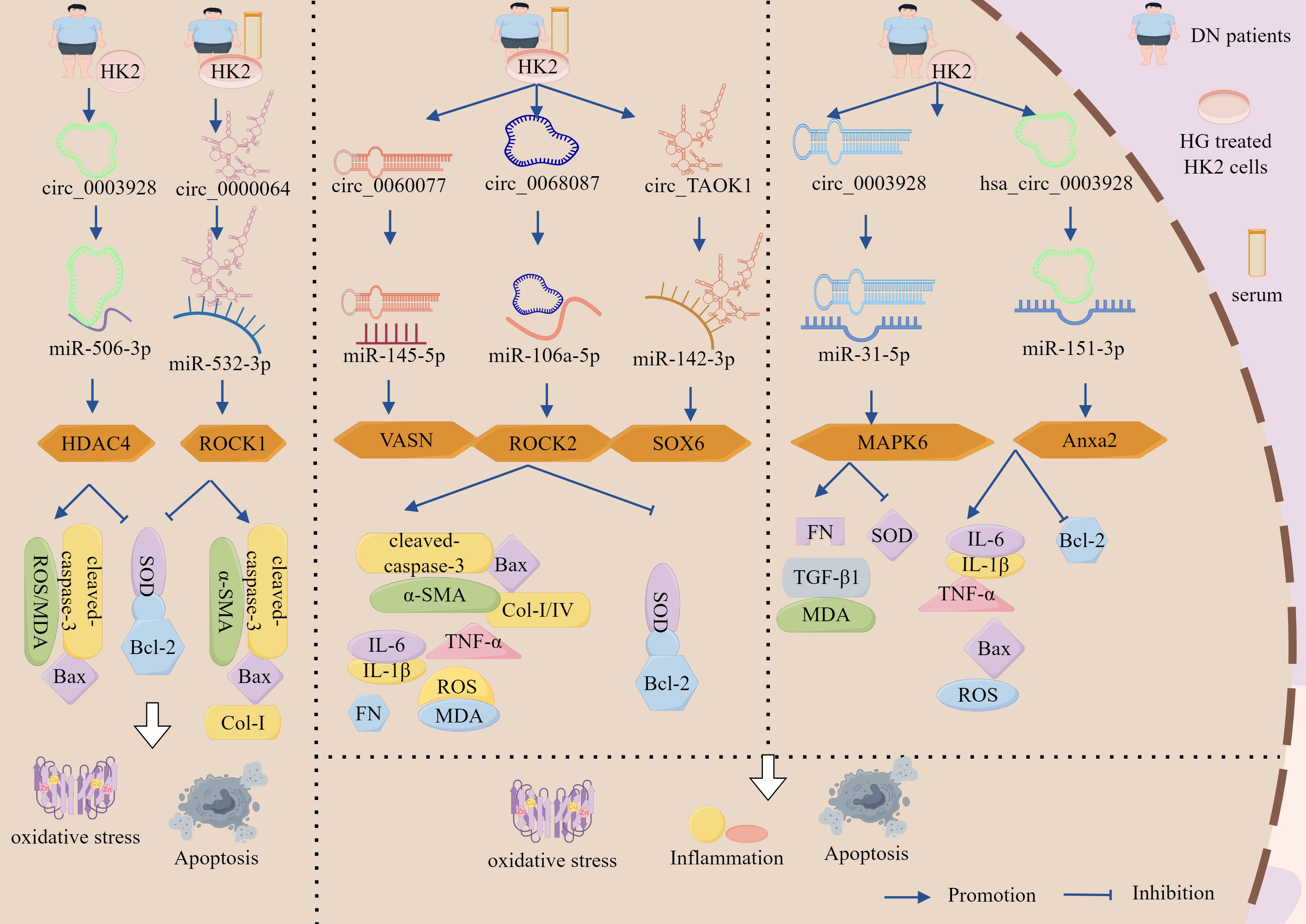 Diagram illustrating molecular pathways involving DN patients, HG treated HK2 cells, and serum, focusing on various circular RNAs (circRNAs) and their effects on miRNAs and gene expressions. Pathways show promotion and inhibition of processes like oxidative stress, inflammation, and apoptosis through interactions between different molecules such as HDAC4, ROCK1, MAPK6, and Anxa2. Key processes are symbolized by arrows, and gene names are listed in colored boxes.