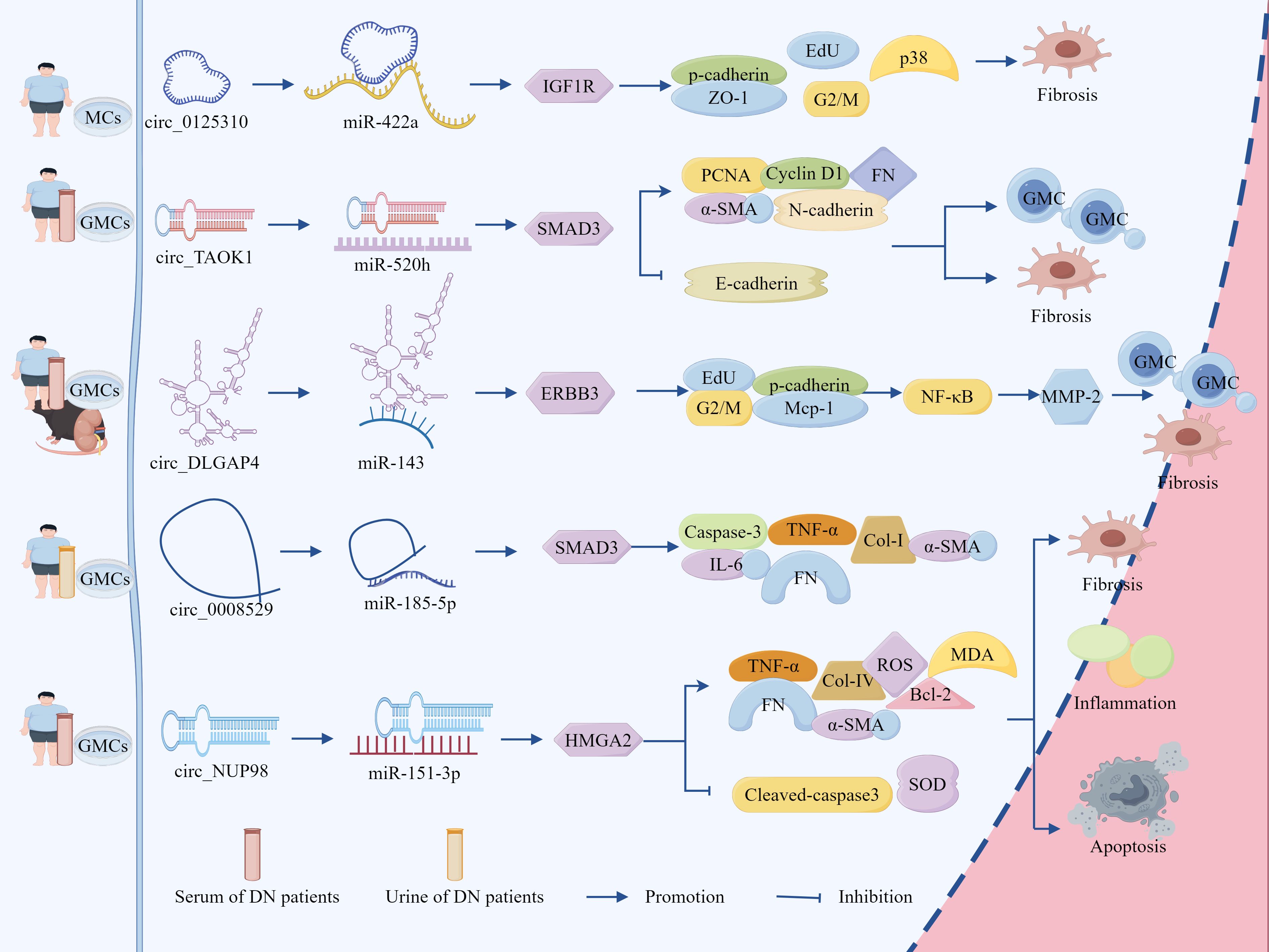 Illustration showing a complex molecular pathway related to fibrosis, inflammation, and apoptosis in diabetic nephropathy. Various circular RNAs (circRNAs) like circ_0125310, circ_TAOK1, circ_DLGAP4, circ_0008529, and circ_NUP98 interact with specific microRNAs (miRNAs) such as miR-422a, miR-520h, miR-143, miR-185-5p, and miR-151-3p. These interactions impact proteins like IGF1R, SMAD3, ERBB3, and HMGA2, leading to changes in protein expressions, ultimately contributing to fibrosis, inflammation, and apoptosis. Diagram also includes components like TNF-α, p-cadherin, EdU, and MMP-2, highlighting the impact on glomerular mesangial cells. Arrow directions indicate promotion or inhibition of processes.