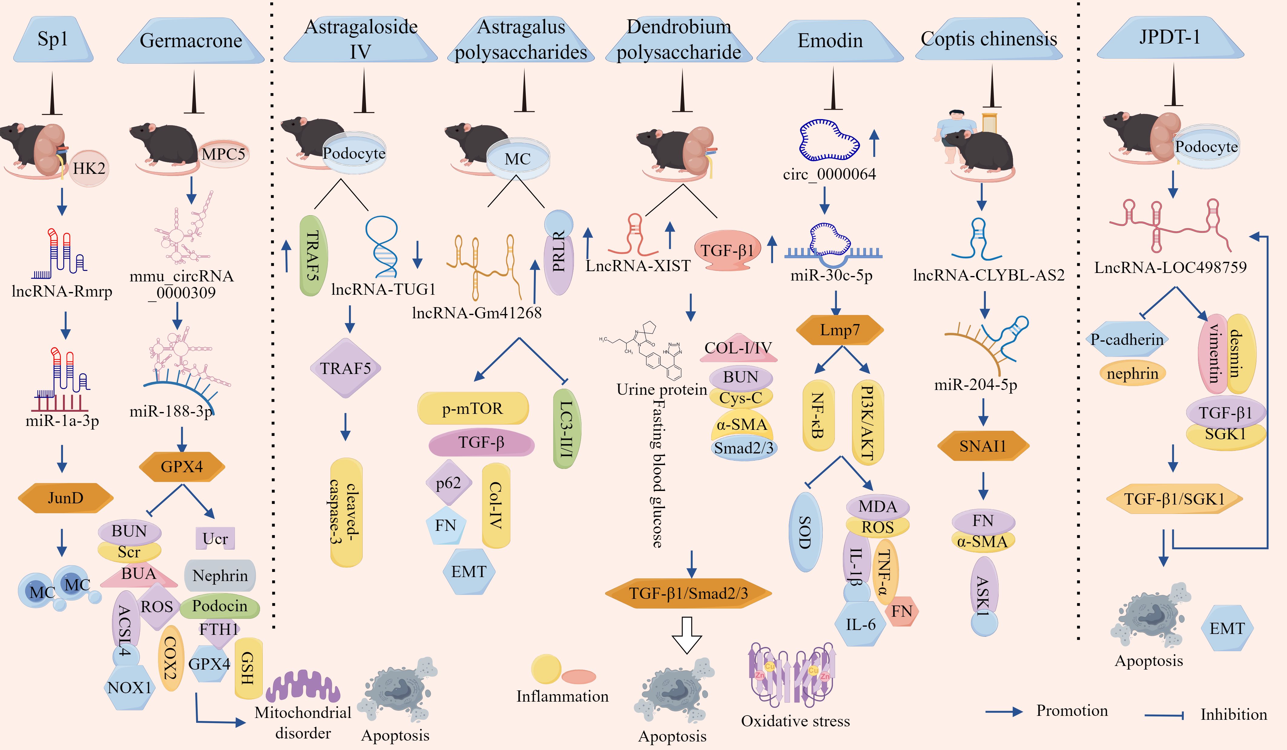 Diagram showing signaling pathways influenced by various compounds like Sp1, Germacrone, Astragaloside IV, and others on kidney cells. Includes interactions with lncRNAs, circRNAs, proteins, and cellular processes such as apoptosis, oxidative stress, and mitochondrial disorder. Arrows indicate promotion or inhibition within pathways affecting podocytes, MCs, and other kidney-related elements.