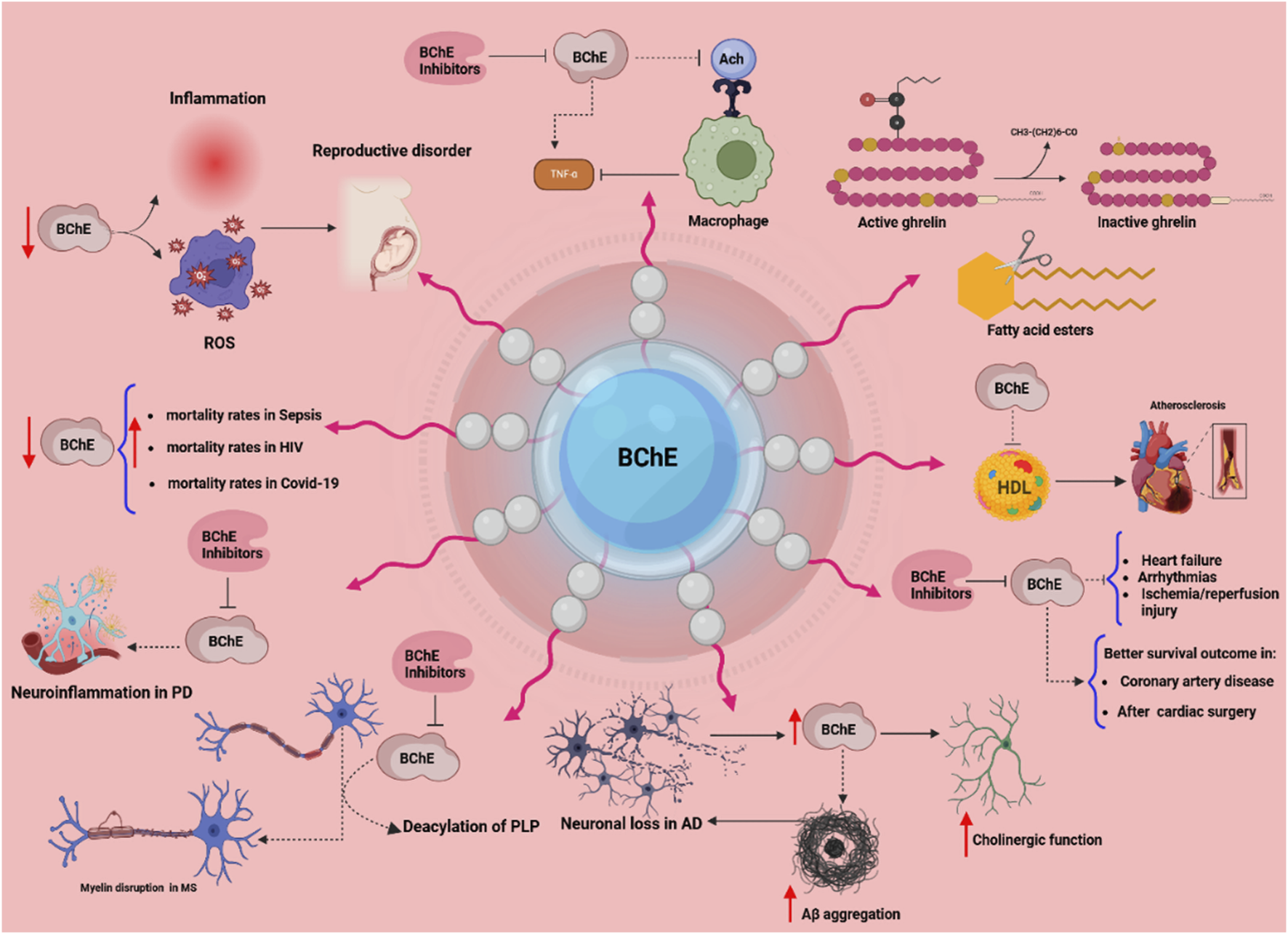 Diagram illustrating the role of Butyrylcholinesterase (BChE) and its inhibitors in various health conditions. It shows connections between BChE activity, inflammation, reproductive disorders, neuroinflammation in Parkinson’s disease, Alzheimer's disease, cardiovascular functions, and metabolic changes. The image highlights the downregulation and upregulation effects on mortality rates in sepsis, HIV, COVID-19, heart failure, myelin disruption in multiple sclerosis, and amyloid-beta aggregation. It also notes the survival benefits in coronary artery disease and post-cardiac surgery. Icons and arrows visualize these interactions.
