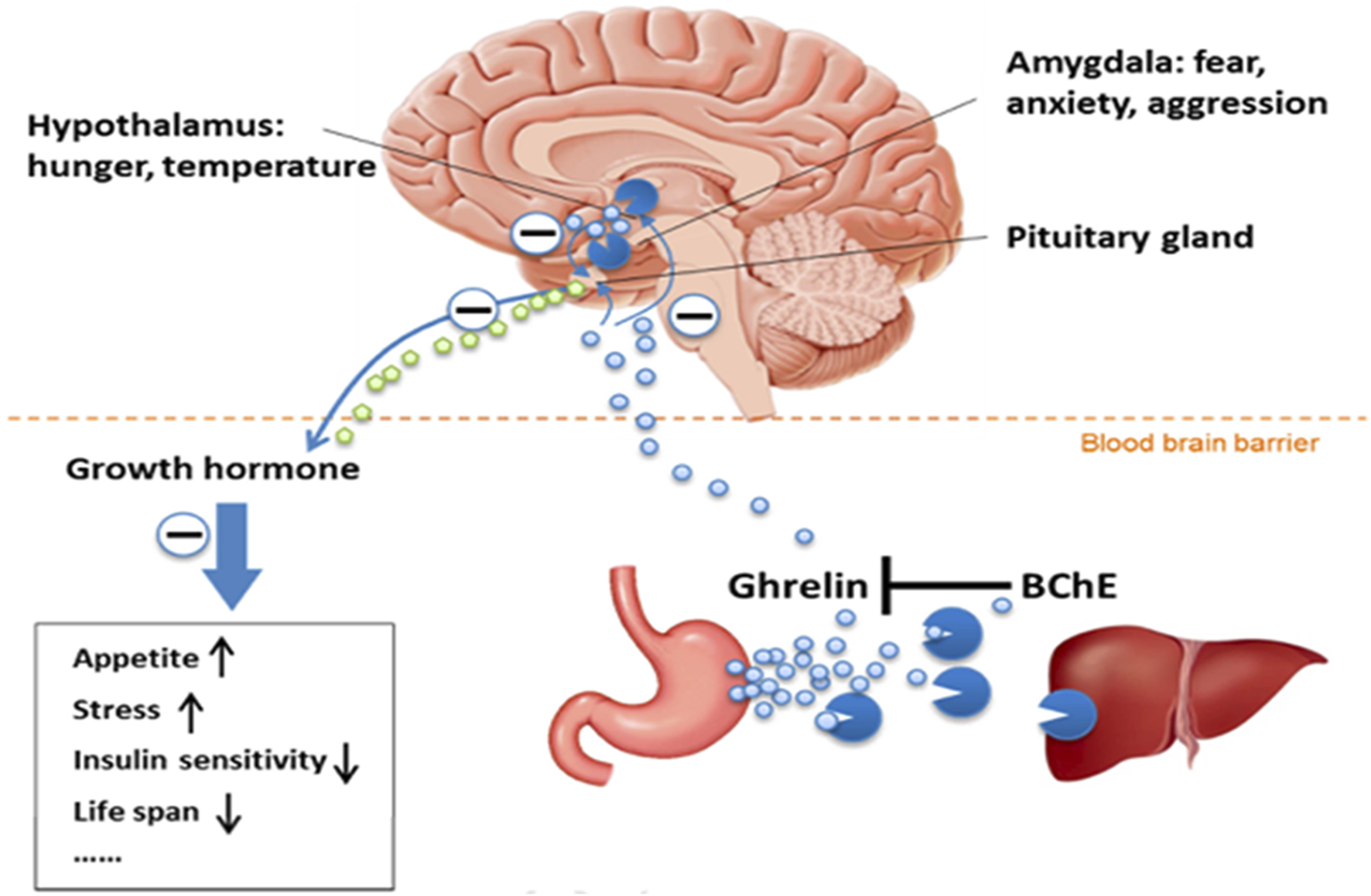 Diagram depicting the interaction between the brain and digestive system. The brain sections, including the hypothalamus and amygdala, influence hunger, temperature, fear, anxiety, and aggression. The pituitary gland releases growth hormones affected by ghrelin from the stomach, impacting appetite, stress, insulin sensitivity, and lifespan. The blood-brain barrier is shown along with the liver and BChE’s role in processing ghrelin.