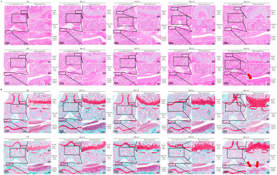 Microscopic images in grids show bone tissue at low and high magnifications. Panel A depicts H&E staining; Panel B shows a different stain highlighting structures like growth plates and trabecular bone. Labels indicate magnification levels and specific areas, such as articular cartilage. Arrows mark notable features.