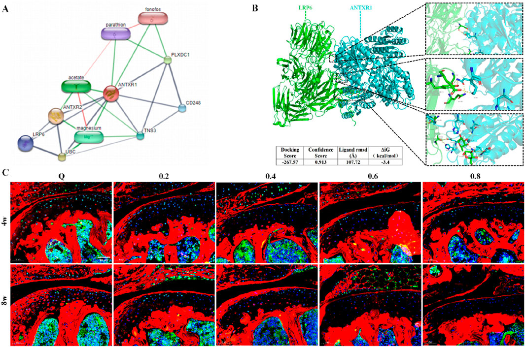 Panel A shows a molecular interaction network diagram with various nodes connected by lines, representing proteins and chemicals like acetate and magnesium. Panel B displays a 3D structural model of LRP6 and ANTXR1 proteins, highlighted in green and cyan, with docking interactions shown in detailed close-ups. A table provides docking and binding scores. Panel C features histological images at 4 and 8 weeks with different concentrations (Q, 0.2, 0.4, 0.6, 0.8) showing tissue staining in red, blue, and green.