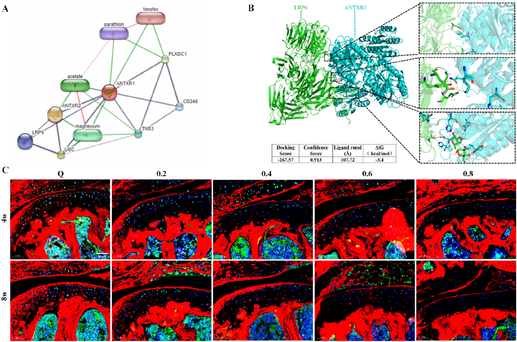 Panel A shows a molecular interaction network diagram with various nodes connected by lines, representing proteins and chemicals like acetate and magnesium. Panel B displays a 3D structural model of LRP6 and ANTXR1 proteins, highlighted in green and cyan, with docking interactions shown in detailed close-ups. A table provides docking and binding scores. Panel C features histological images at 4 and 8 weeks with different concentrations (Q, 0.2, 0.4, 0.6, 0.8) showing tissue staining in red, blue, and green.