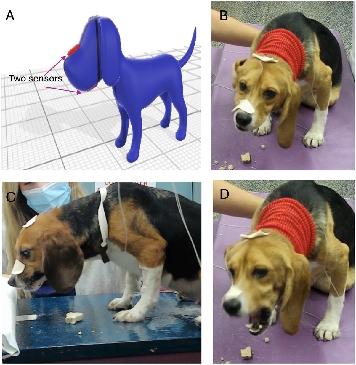 A four-panel image shows:A) A blue model of a dog with two labeled sensors on its snout.B) A dog with a red knitted headband and a sensor near its nose, bending down on a purple mat.C) A dog standing on a table, fitted with sensors, facing left.D) A dog with the red headband and sensor, eating food on a purple mat.