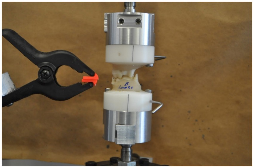 A mechanical setup with a black clamp holding a red object on the left, and a central device with two white cylindrical components supporting a dental mold labeled “B lower” in the middle.