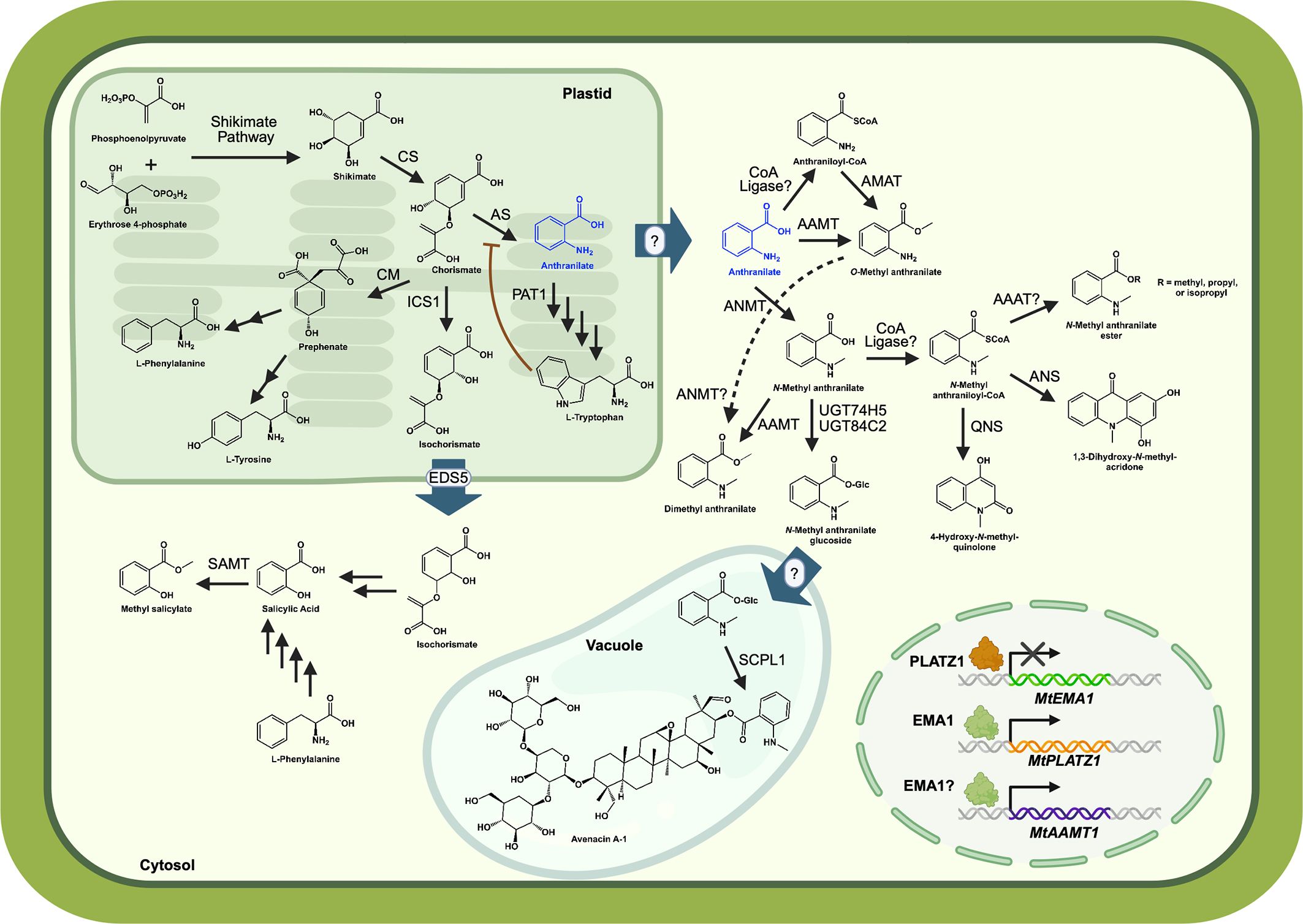 Diagram illustrating the biosynthetic pathway of anthranilate and its derivatives in plants. It starts with the shikimate pathway in the plastid, leading to the formation of L-tryptophan and anthranilate. Subsequent reactions show the conversion of anthranilate into various compounds through activities of enzymes like AAMT, ANMT, and CoA Ligase. The role of genes and proteins like PLATZ1 and EMA1 in the pathway is depicted, along with their potential regulatory functions. Key enzymes, intermediate compounds, and their transformations are highlighted with arrows, questioning certain steps.
